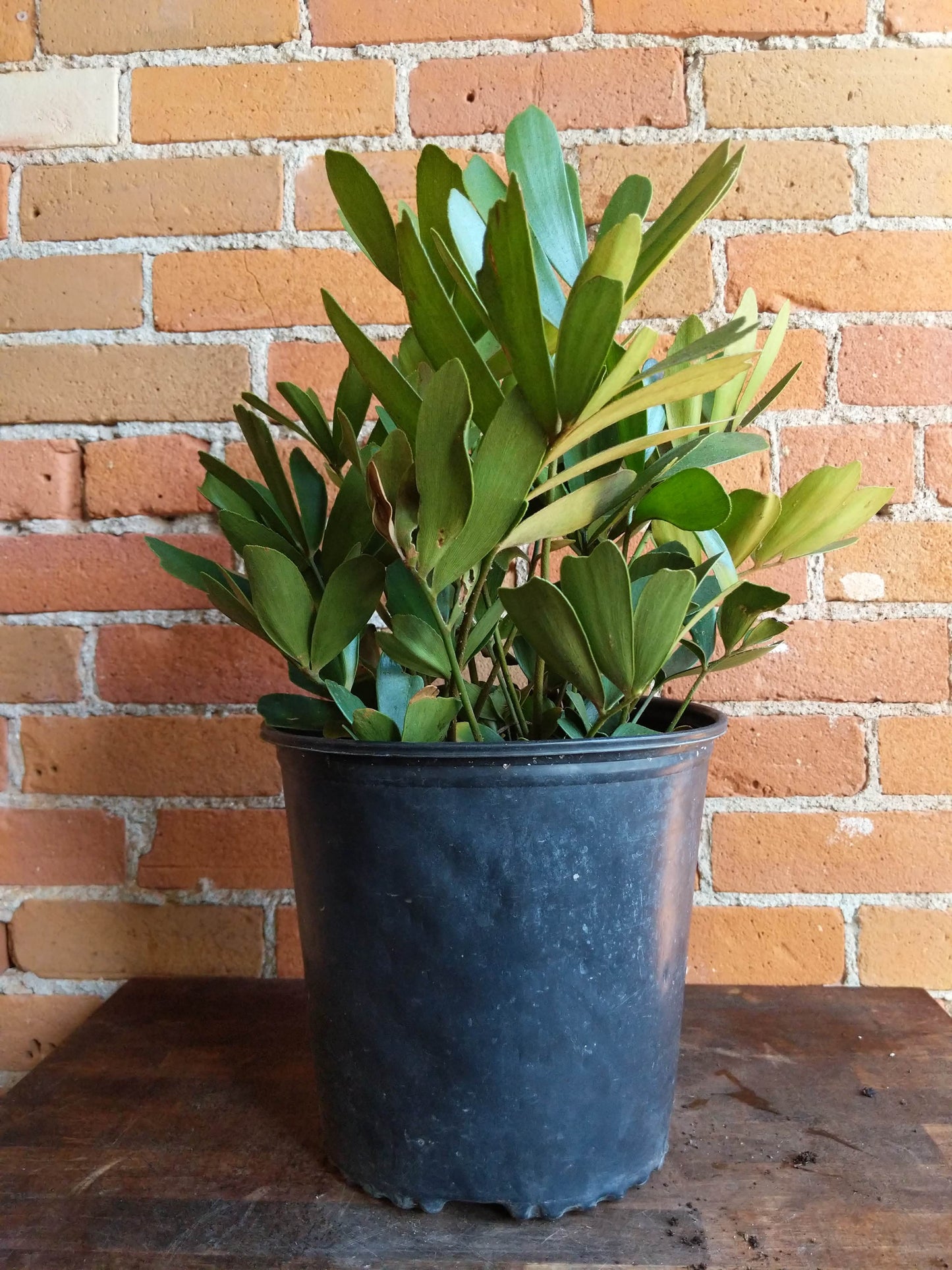 Plant Goals Plant Shop 10" Zamia Furfuracea | Cardboard Palm