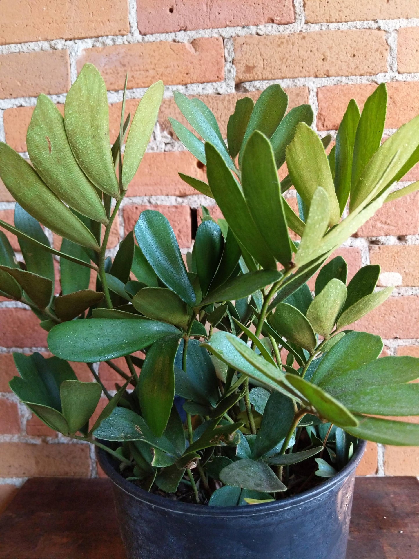 Plant Goals Plant Shop 10" Zamia Furfuracea | Cardboard Palm