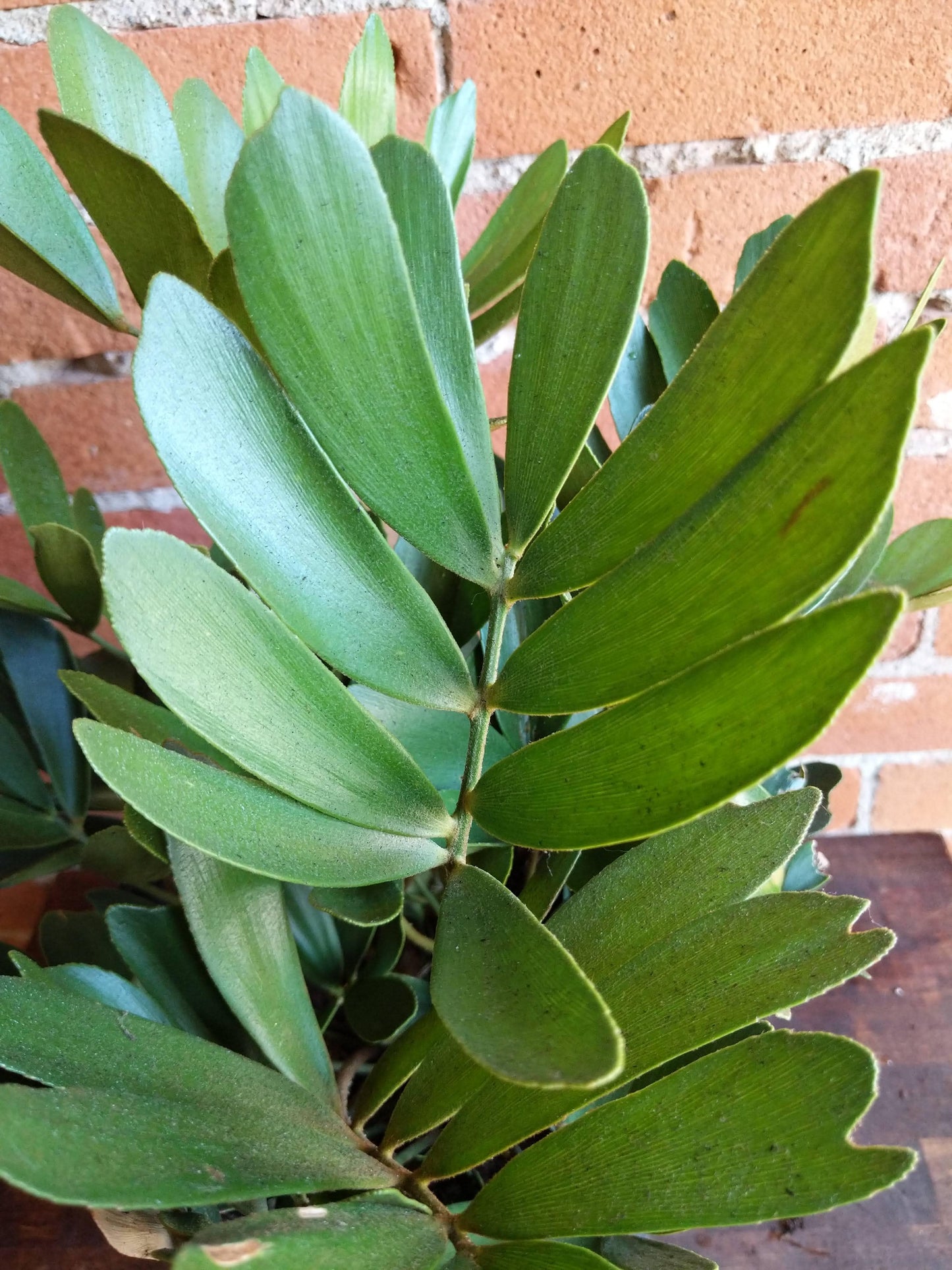 Plant Goals Plant Shop 10" Zamia Furfuracea | Cardboard Palm