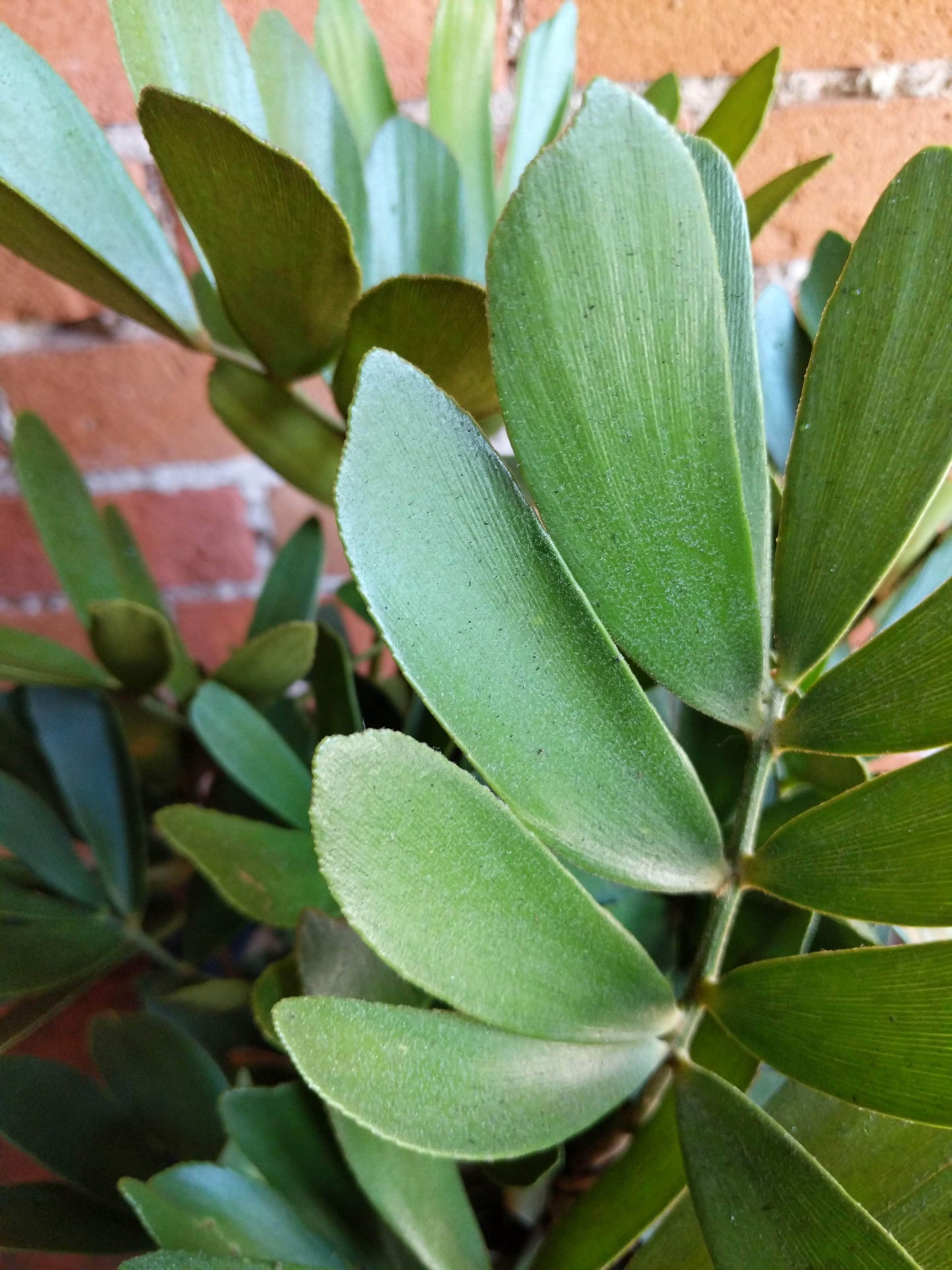 Plant Goals Plant Shop 10" Zamia Furfuracea | Cardboard Palm