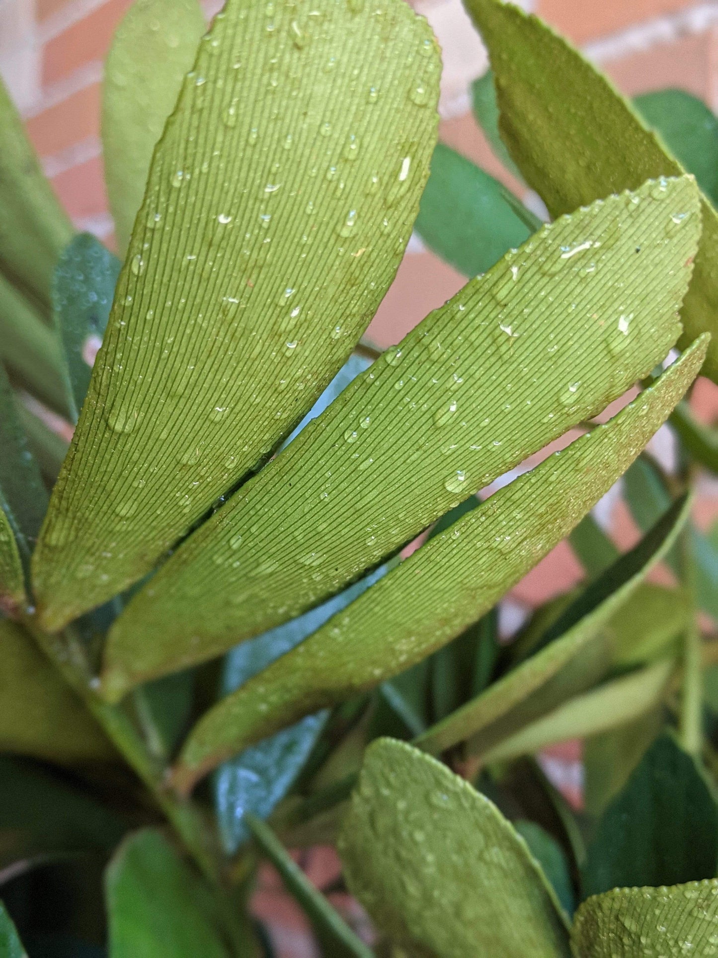 Plant Goals Plant Shop 10" Zamia Furfuracea | Cardboard Palm