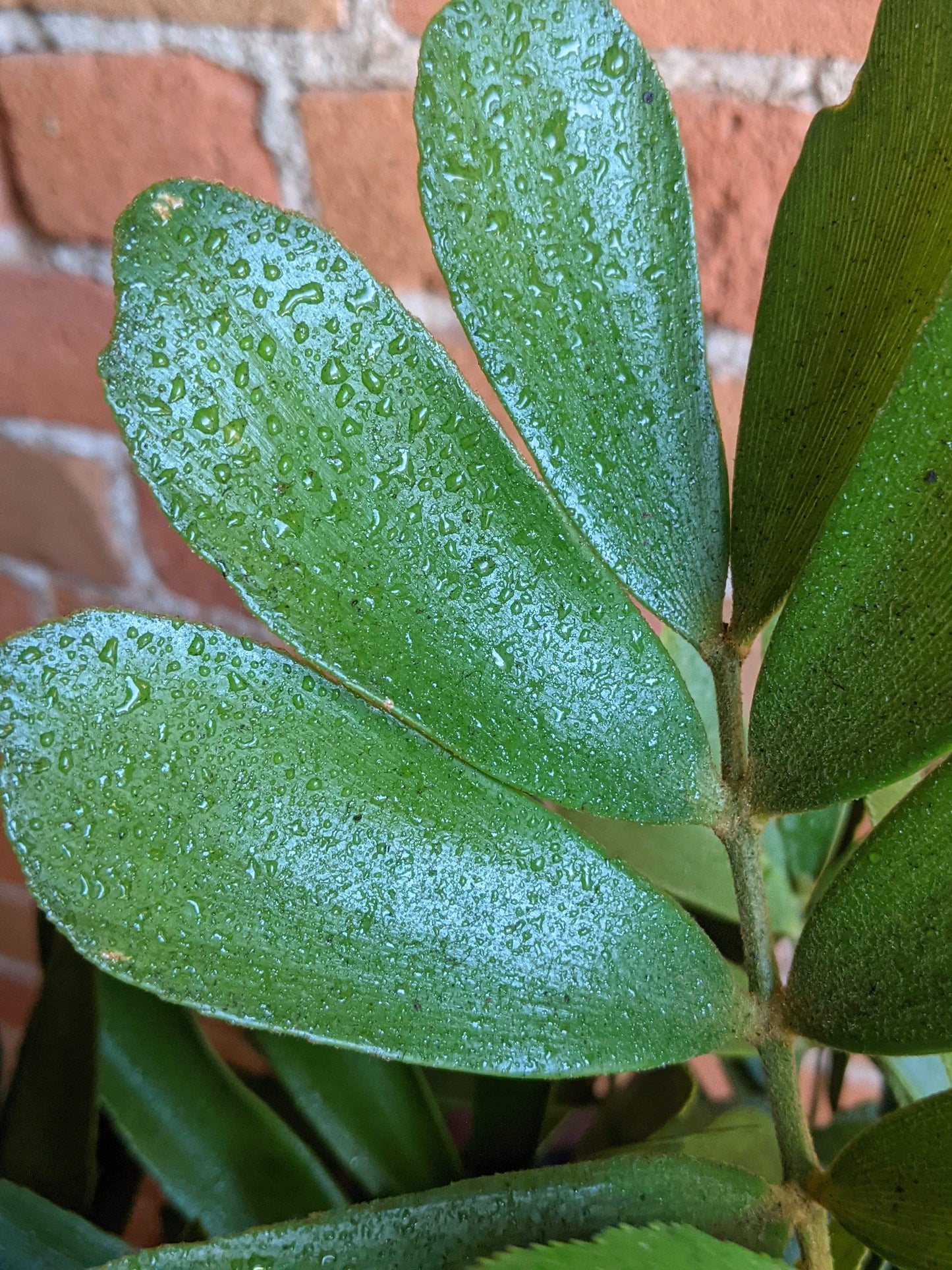 Plant Goals Plant Shop 10" Zamia Furfuracea | Cardboard Palm