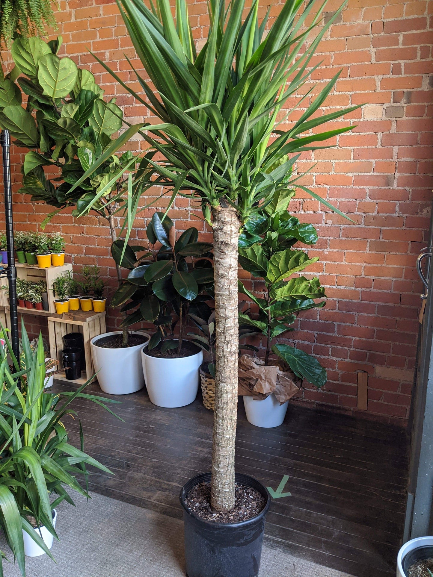 Plant Goals Plant Shop 12" Yucca Cane
