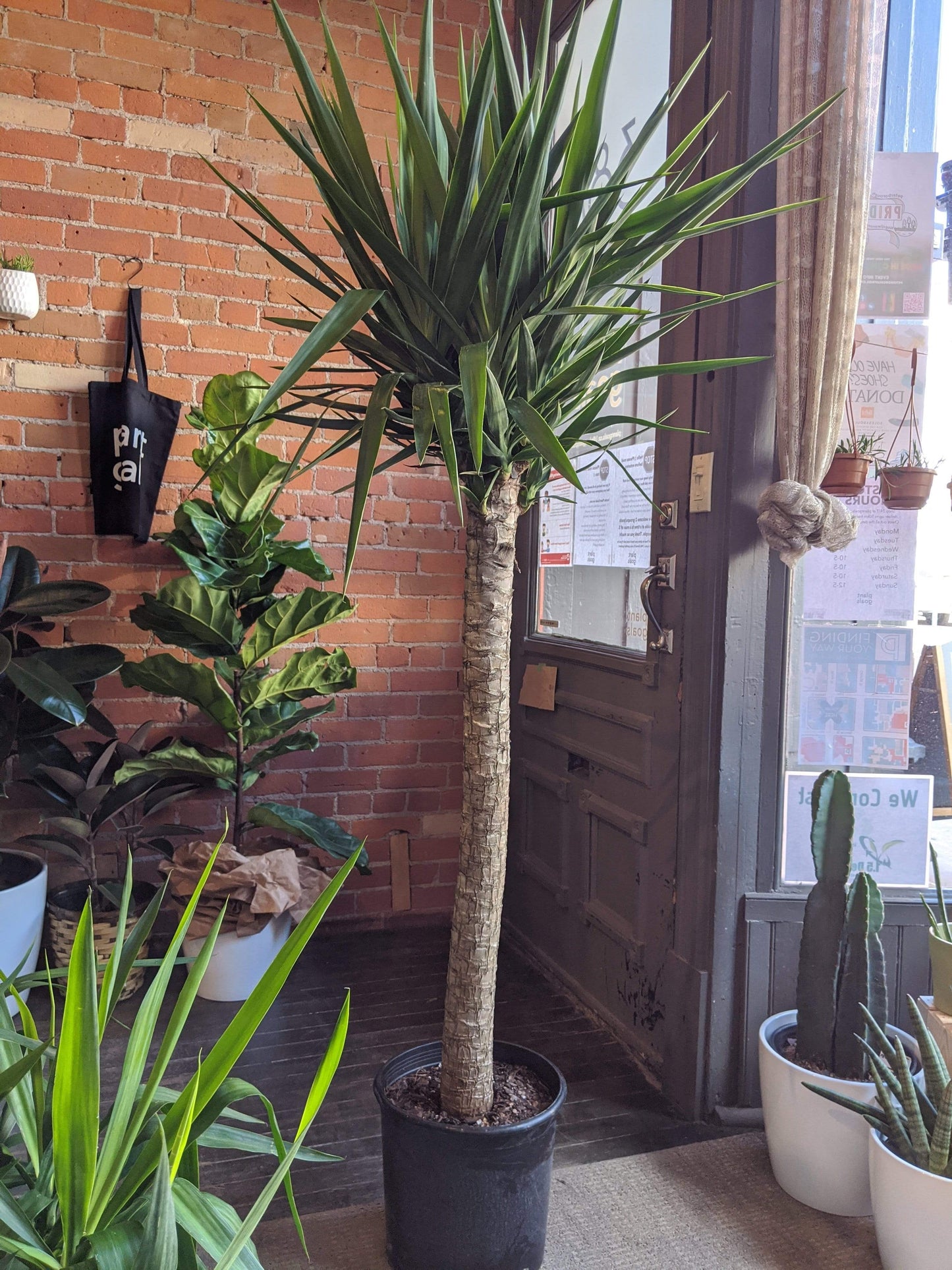 Plant Goals Plant Shop 12" Yucca Cane