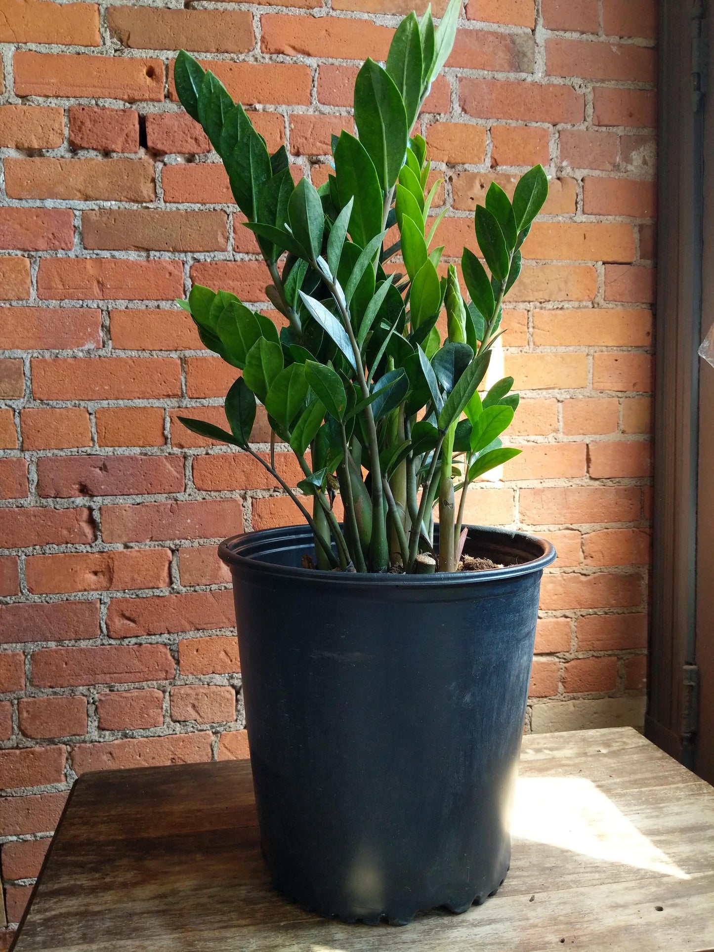 Plant Goals Plant Shop 12" Zamioculcas Zamiifolia | ZZ Plant