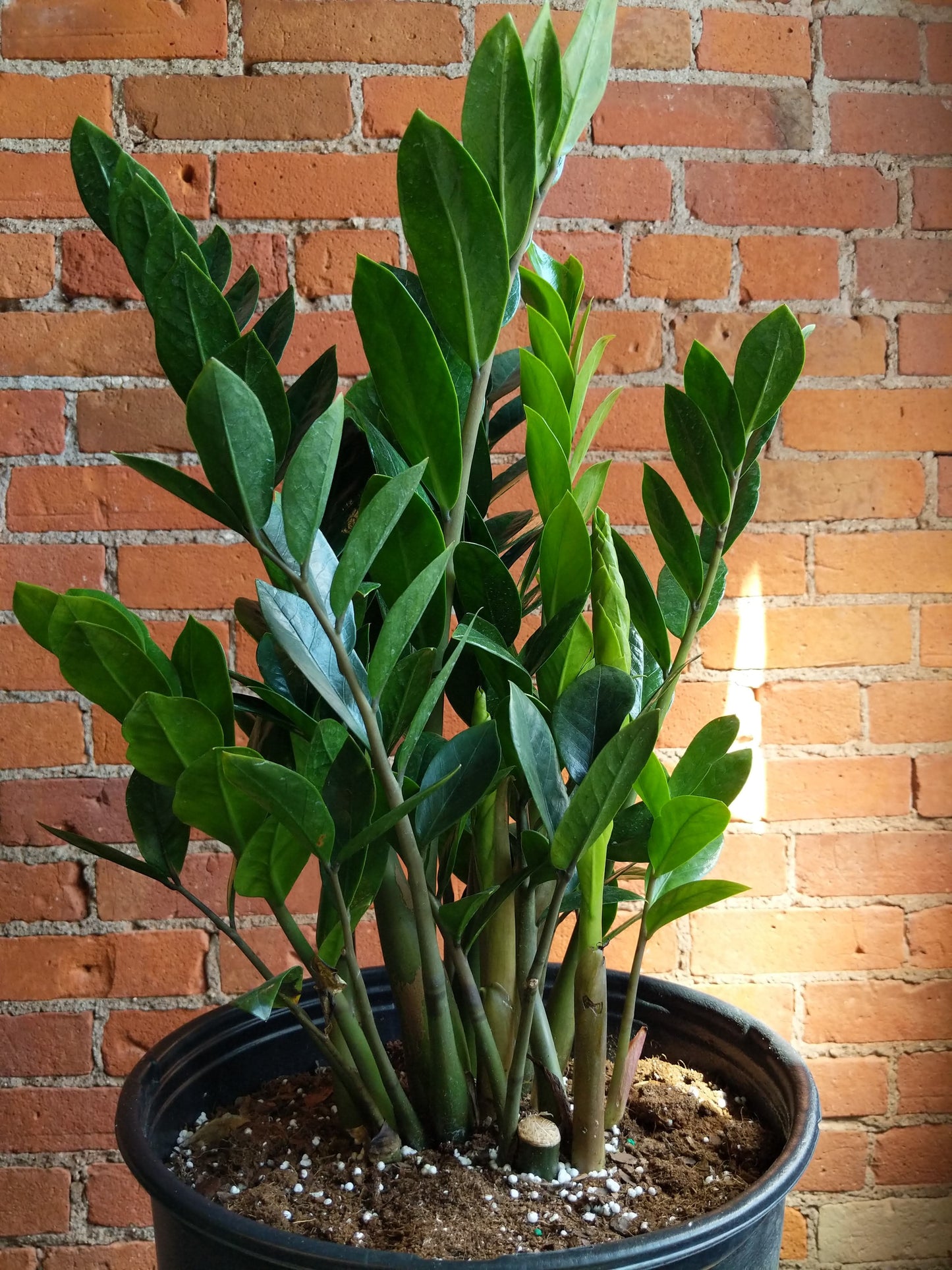 Plant Goals Plant Shop 12" Zamioculcas Zamiifolia | ZZ Plant