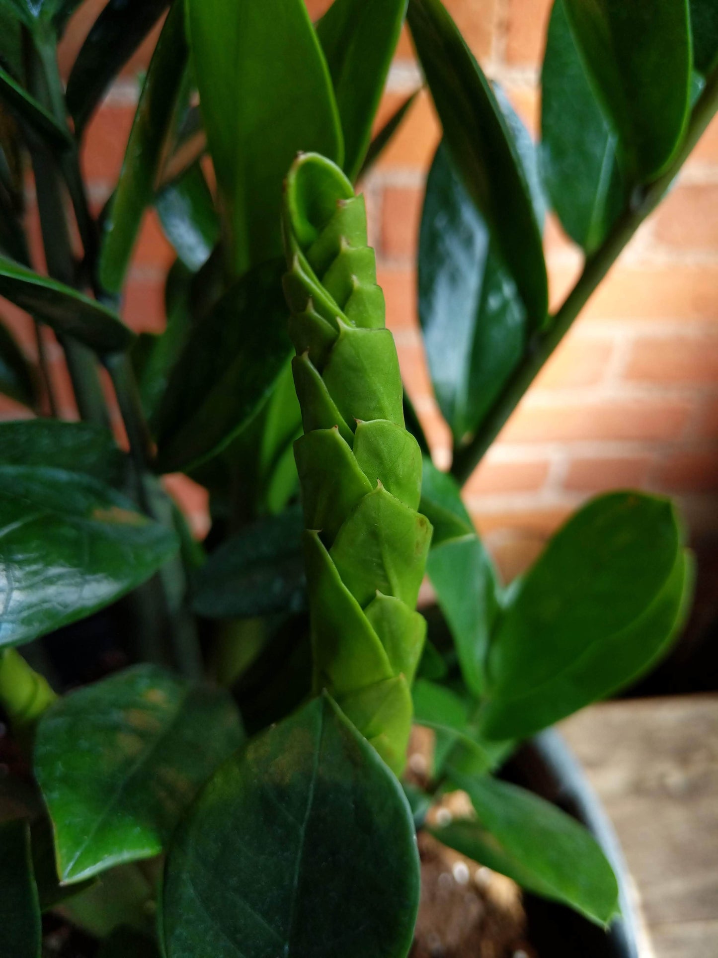 Plant Goals Plant Shop 12" Zamioculcas Zamiifolia | ZZ Plant