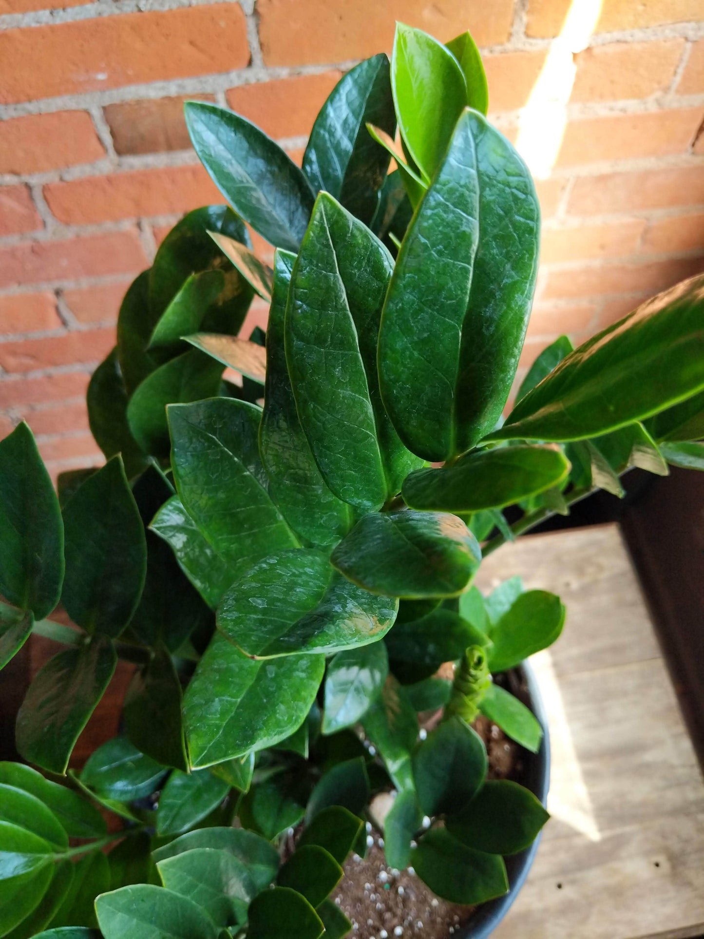 Plant Goals Plant Shop 12" Zamioculcas Zamiifolia | ZZ Plant