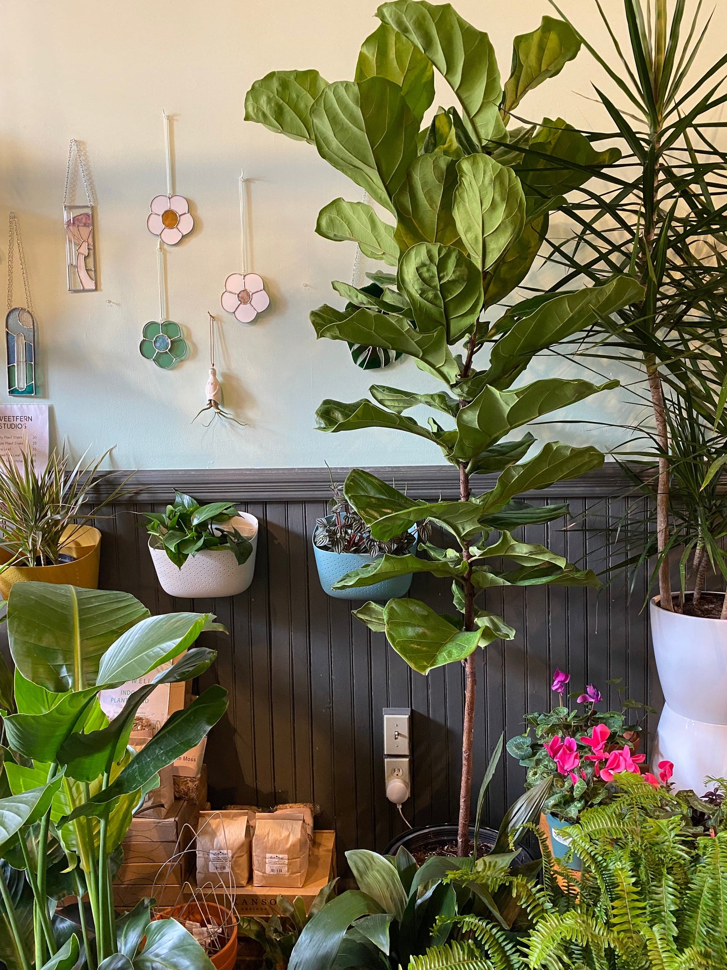 Plant Goals Plant Shop 14" Ficus Lyrata Tree