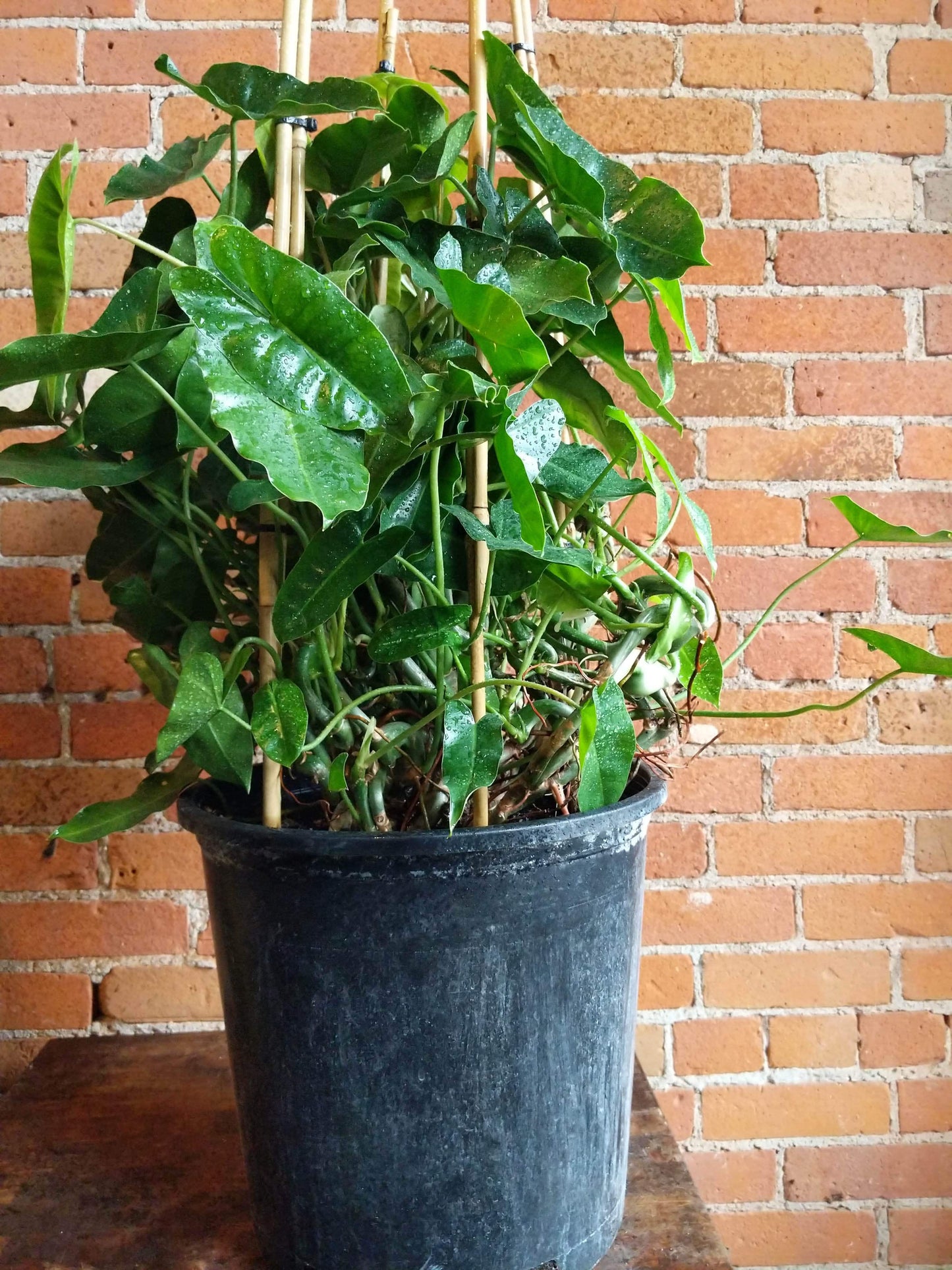 Plant Goals Plant Shop 14" Philodendron Burle Marx Trellis