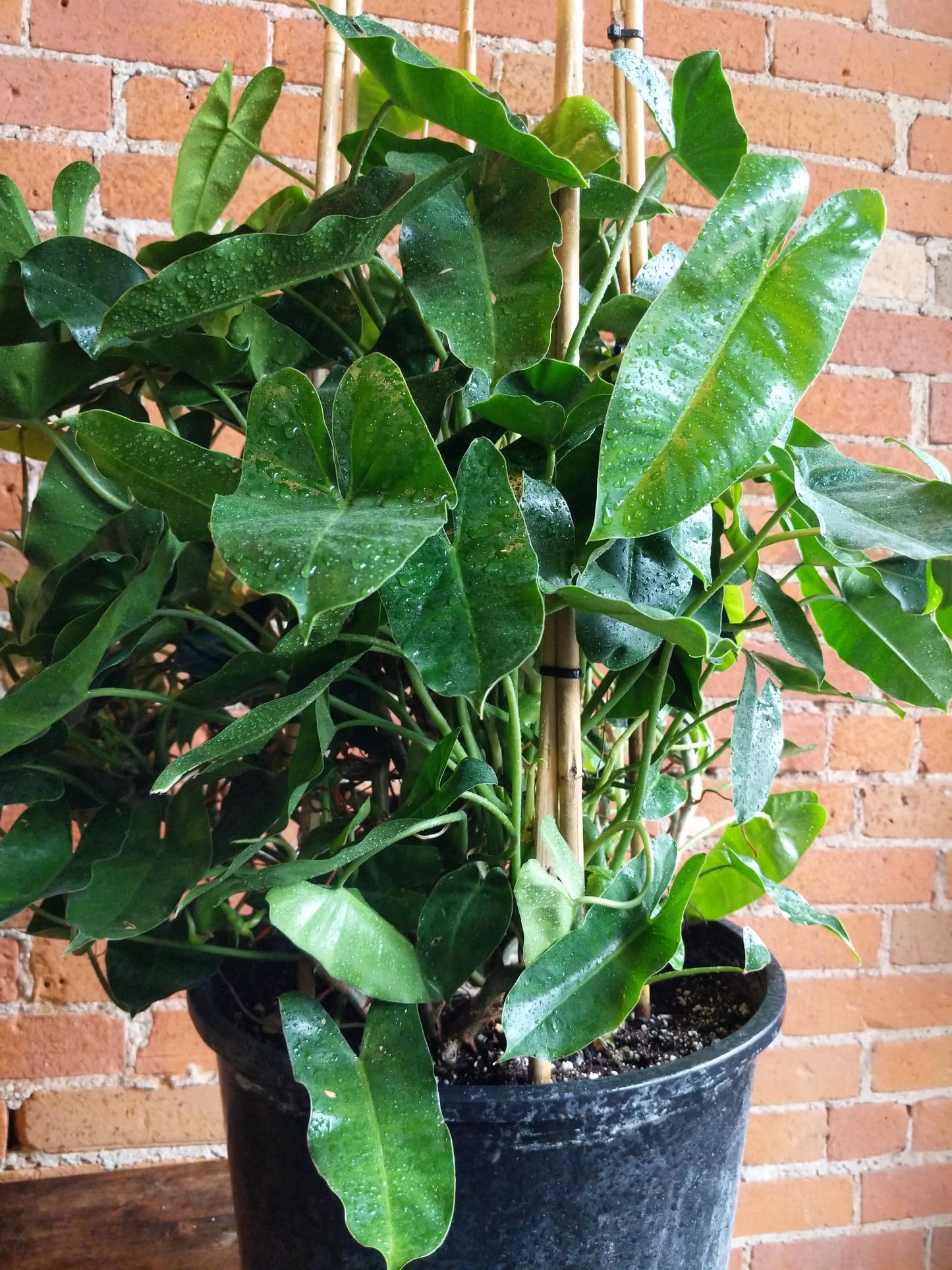Plant Goals Plant Shop 14" Philodendron Burle Marx Trellis