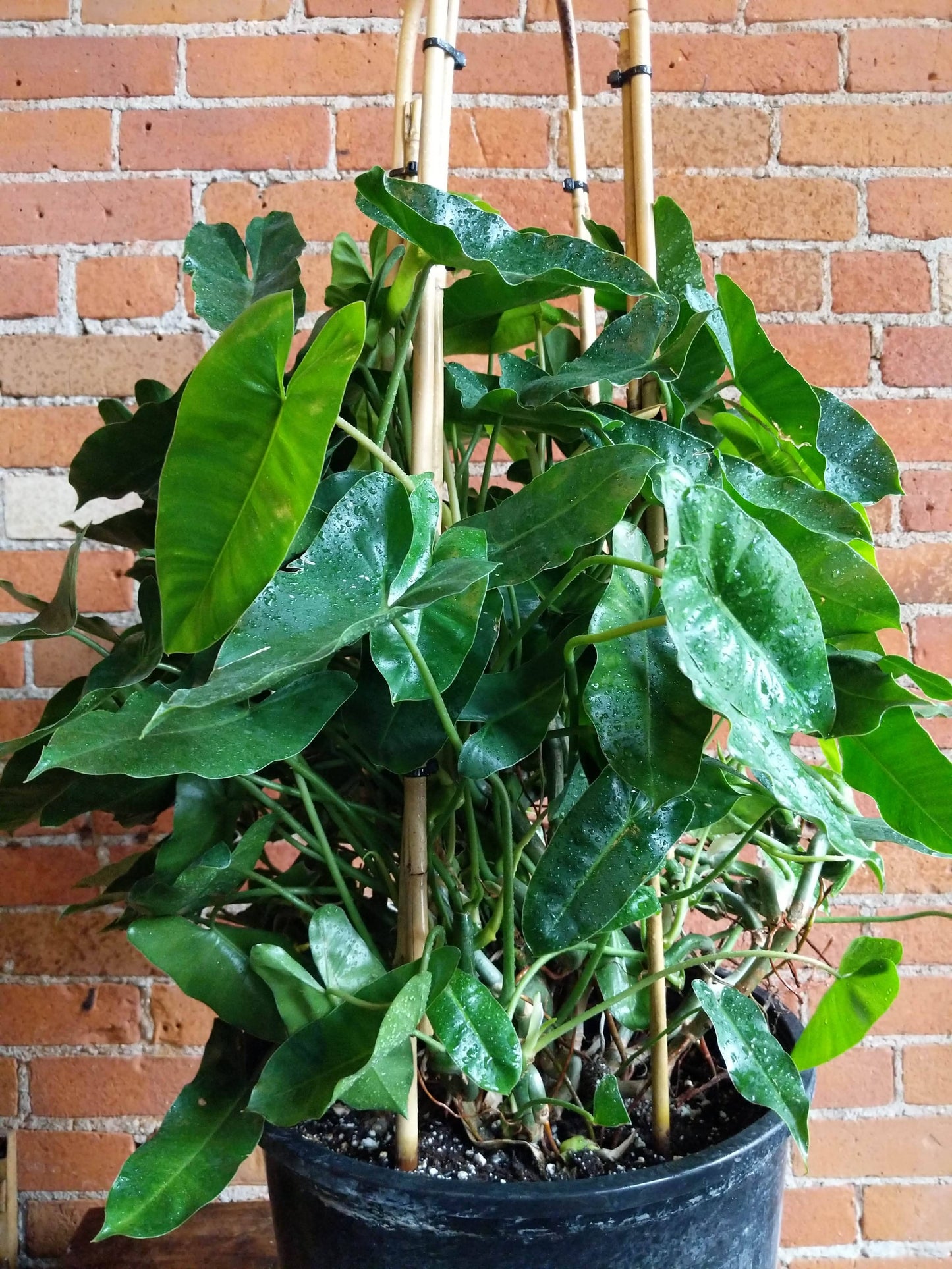 Plant Goals Plant Shop 14" Philodendron Burle Marx Trellis