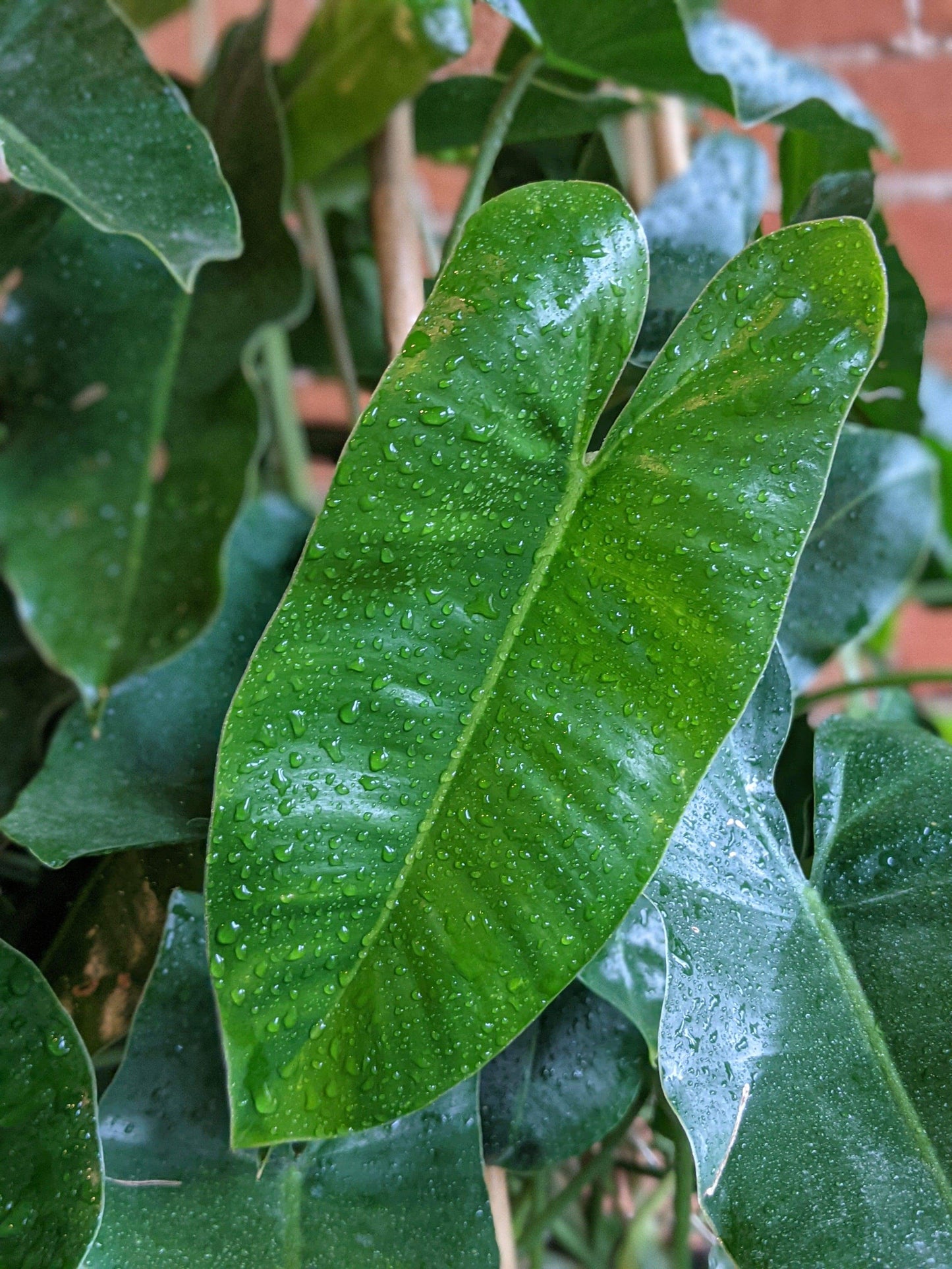 Plant Goals Plant Shop 14" Philodendron Burle Marx Trellis