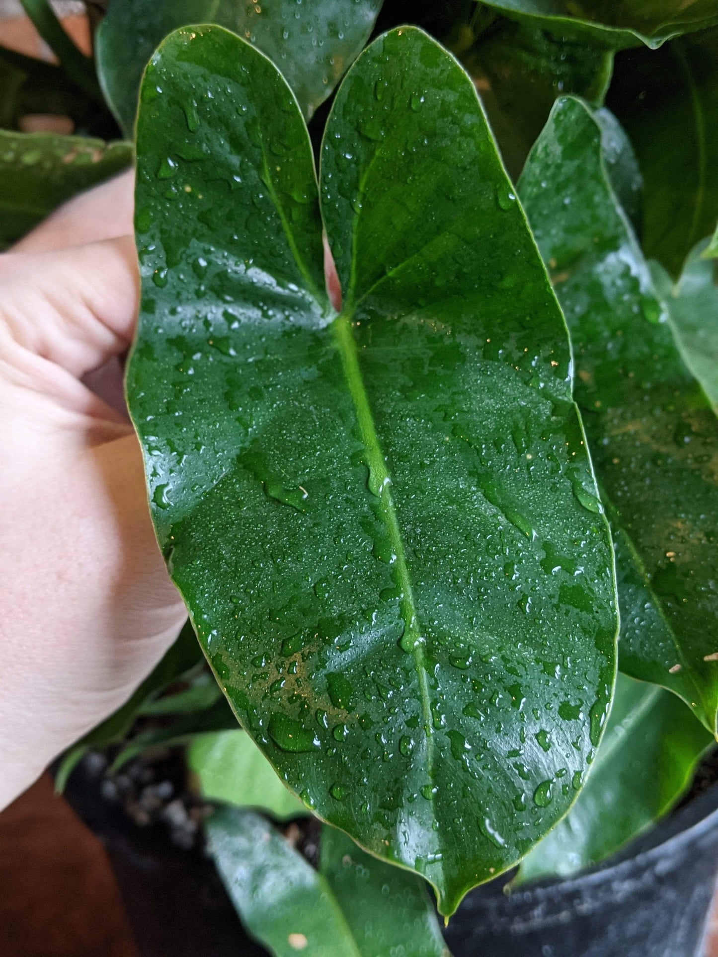 Plant Goals Plant Shop 14" Philodendron Burle Marx Trellis