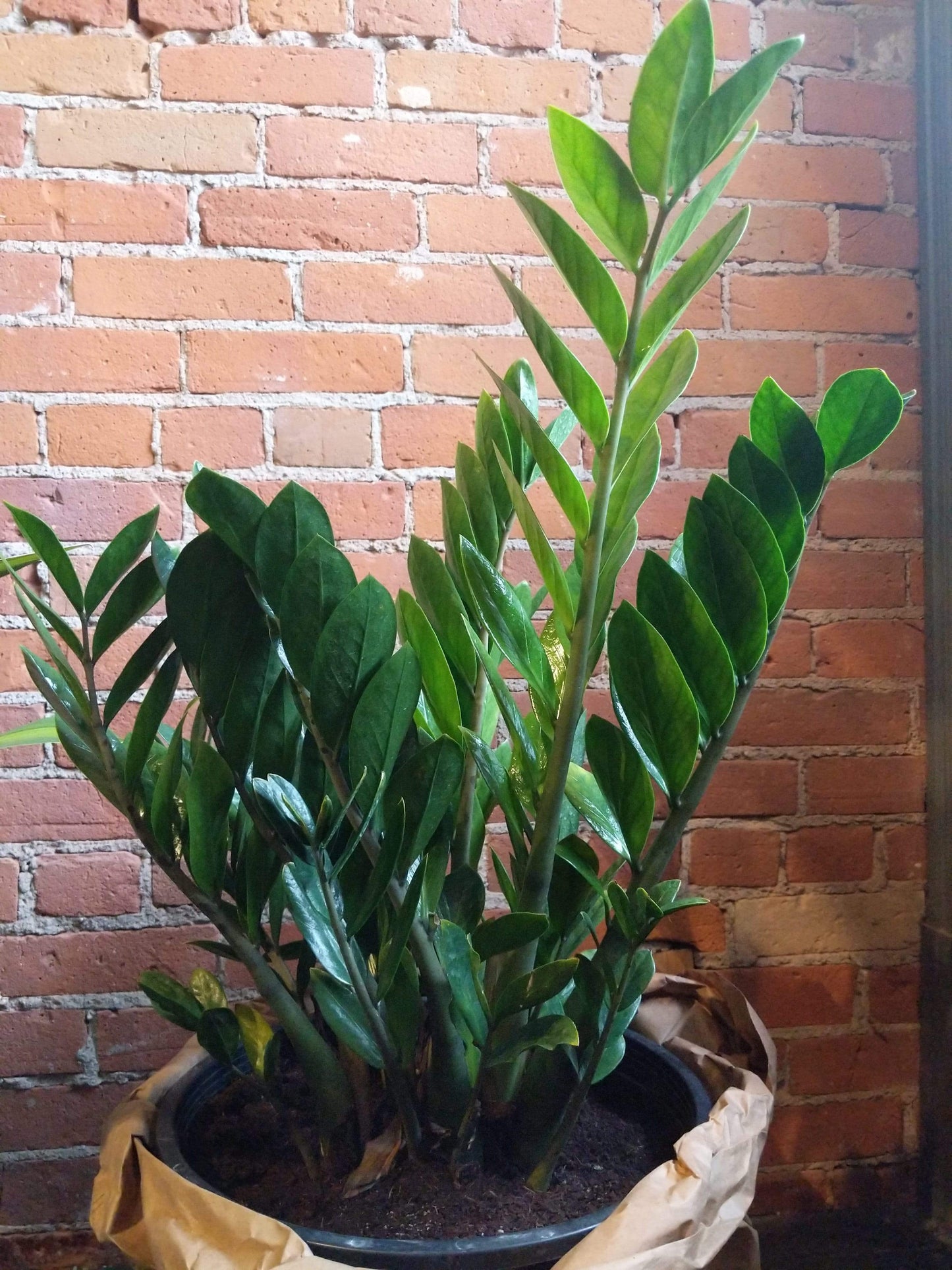 Plant Goals Plant Shop 14" Zamioculcas Zamiifolia | ZZ Plant