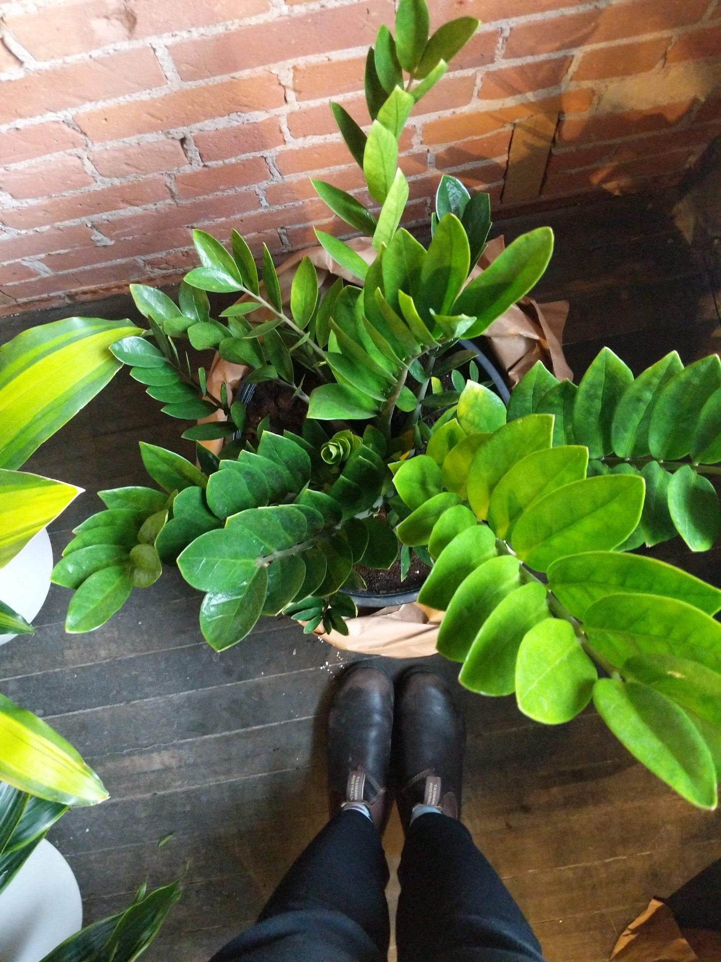 Plant Goals Plant Shop 14" Zamioculcas Zamiifolia | ZZ Plant