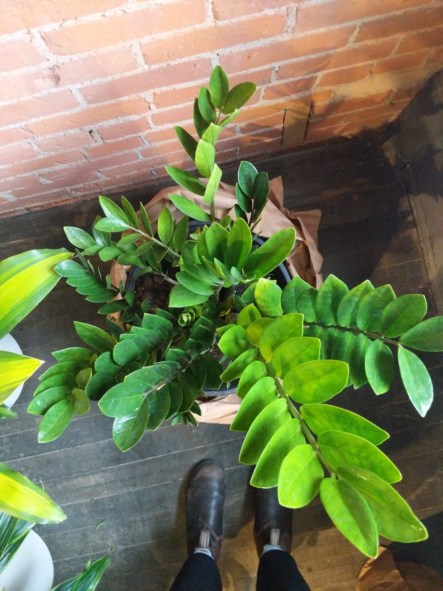Plant Goals Plant Shop 14" Zamioculcas Zamiifolia | ZZ Plant