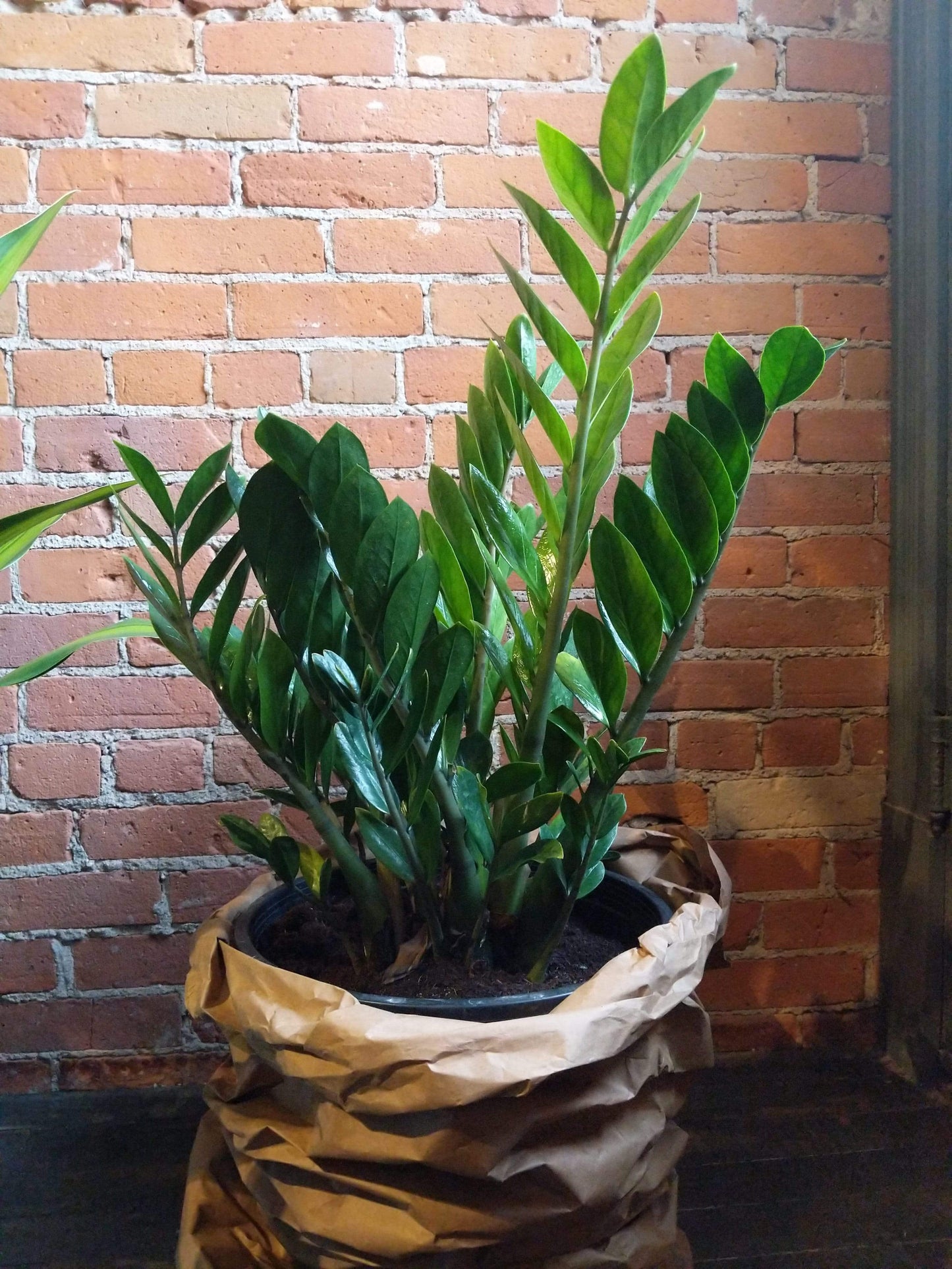 Plant Goals Plant Shop 14" Zamioculcas Zamiifolia | ZZ Plant