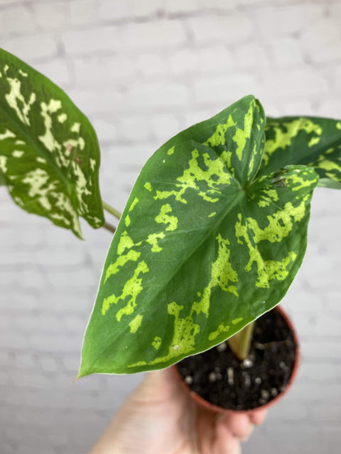 Plant Goals Plant Shop 2.5" Alocasia Hilo Beauty