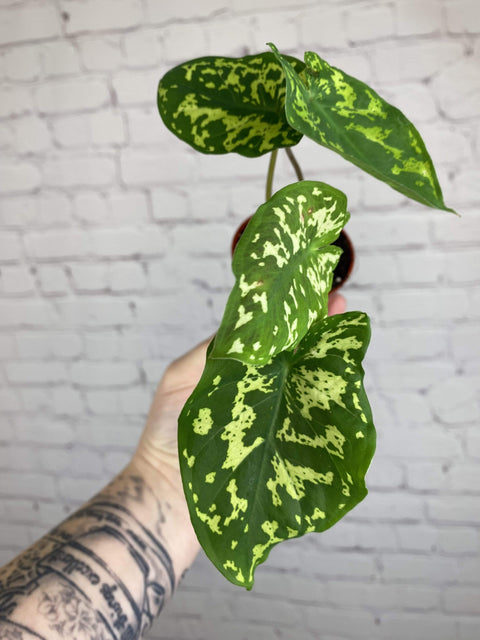 Plant Goals Plant Shop 2.5" Alocasia Hilo Beauty