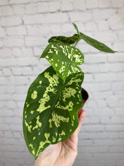 Plant Goals Plant Shop 2.5" Alocasia Hilo Beauty