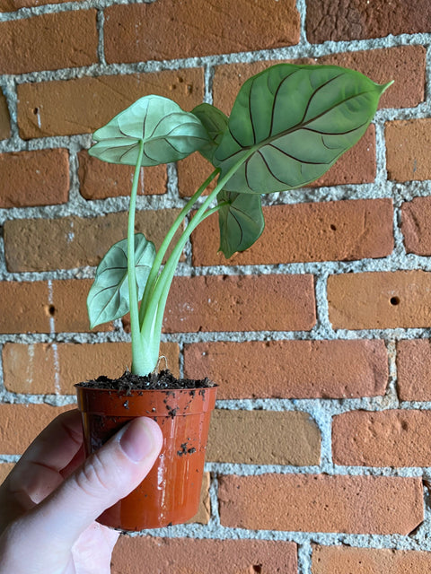 Plant Goals Plant Shop 2.5" Alocasia Nebula