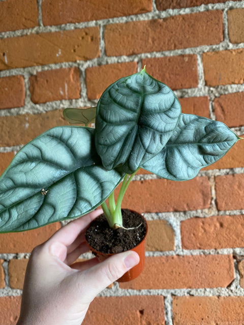 Plant Goals Plant Shop 2.5" Alocasia Nebula
