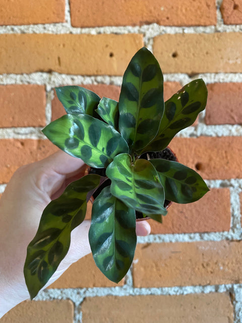 Plant Goals Plant Shop 2.5" Calathea Rattlesnake