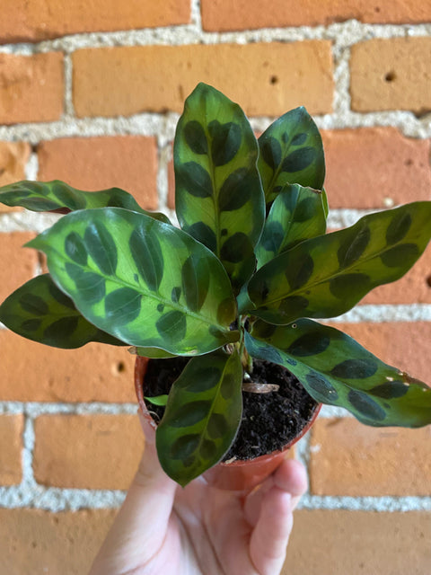 Plant Goals Plant Shop 2.5" Calathea Rattlesnake