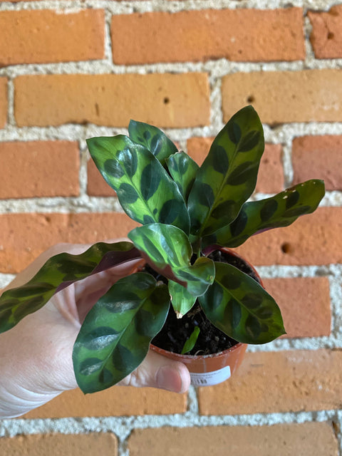 Plant Goals Plant Shop 2.5" Calathea Rattlesnake
