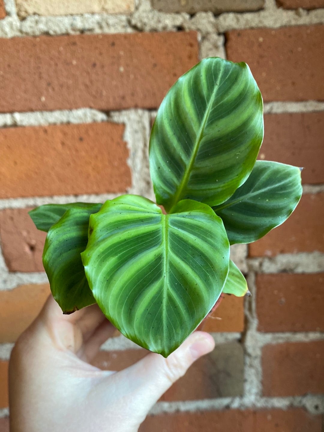 Plant Goals Plant Shop 2.5" Calathea Warscewiczii