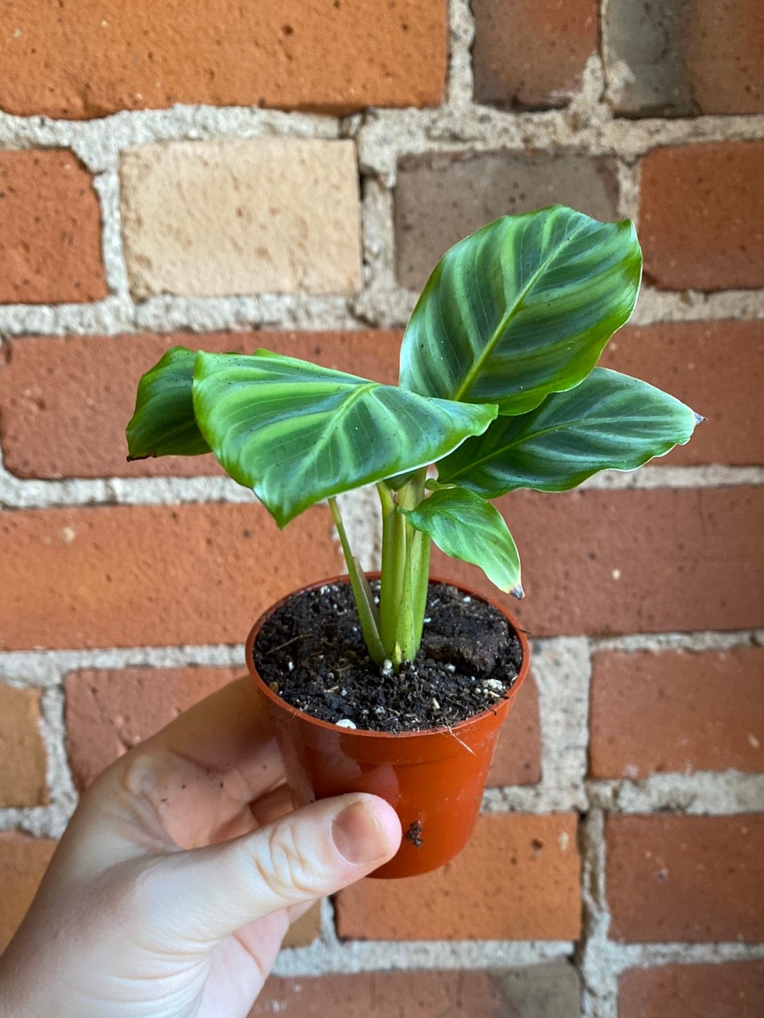 Plant Goals Plant Shop 2.5" Calathea Warscewiczii