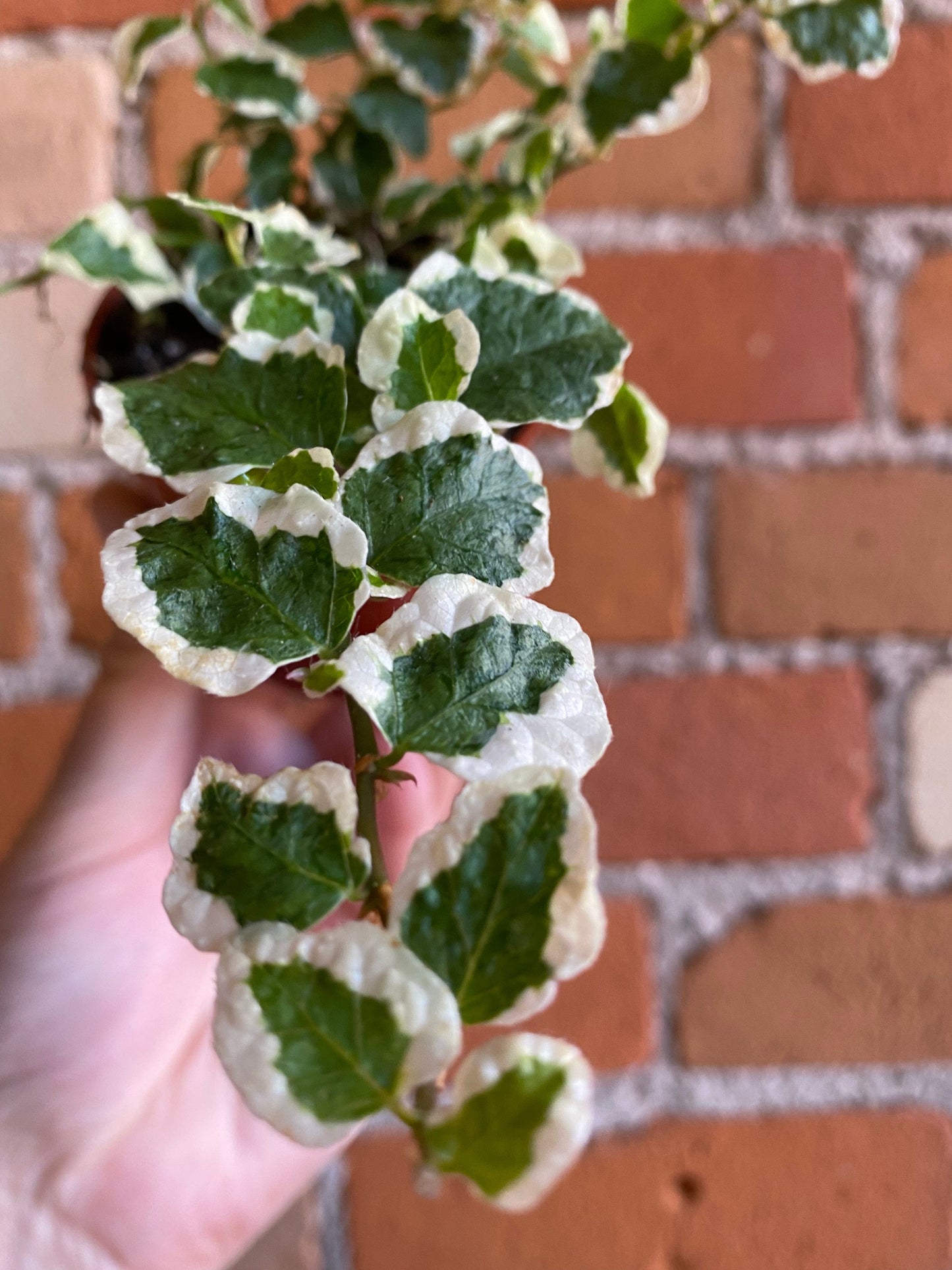Plant Goals Plant Shop 2.5" Creeping Fig | Ficus Repens Variegata