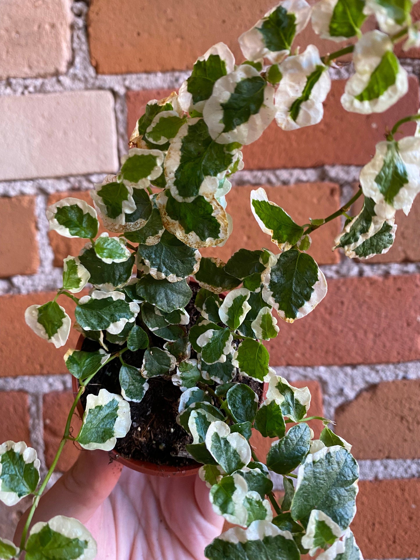 Plant Goals Plant Shop 2.5" Creeping Fig | Ficus Repens Variegata