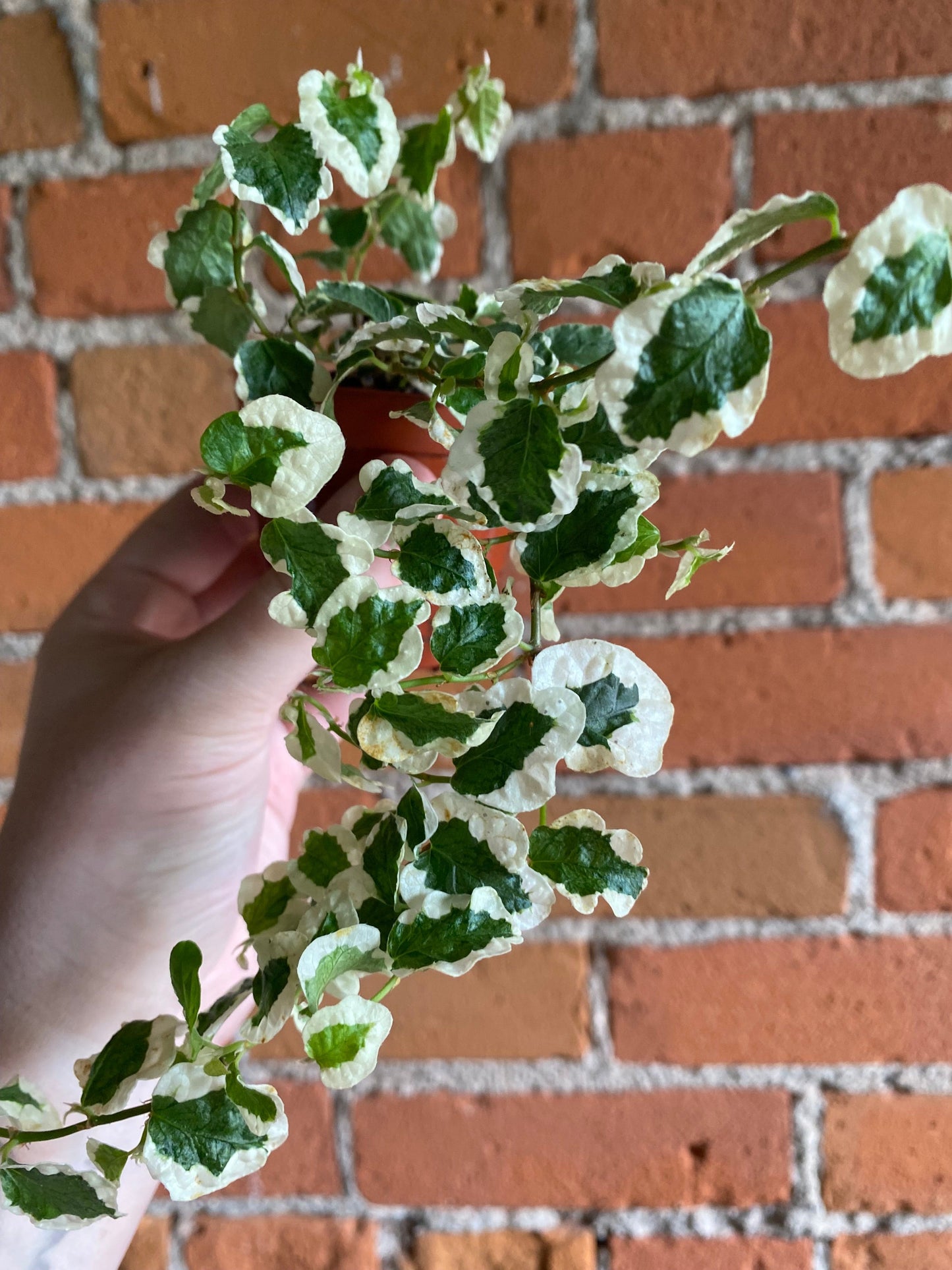 Plant Goals Plant Shop 2.5" Creeping Fig | Ficus Repens Variegata