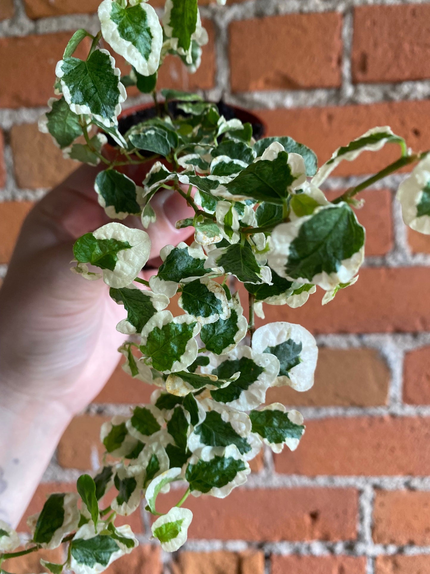 Plant Goals Plant Shop 2.5" Creeping Fig | Ficus Repens Variegata