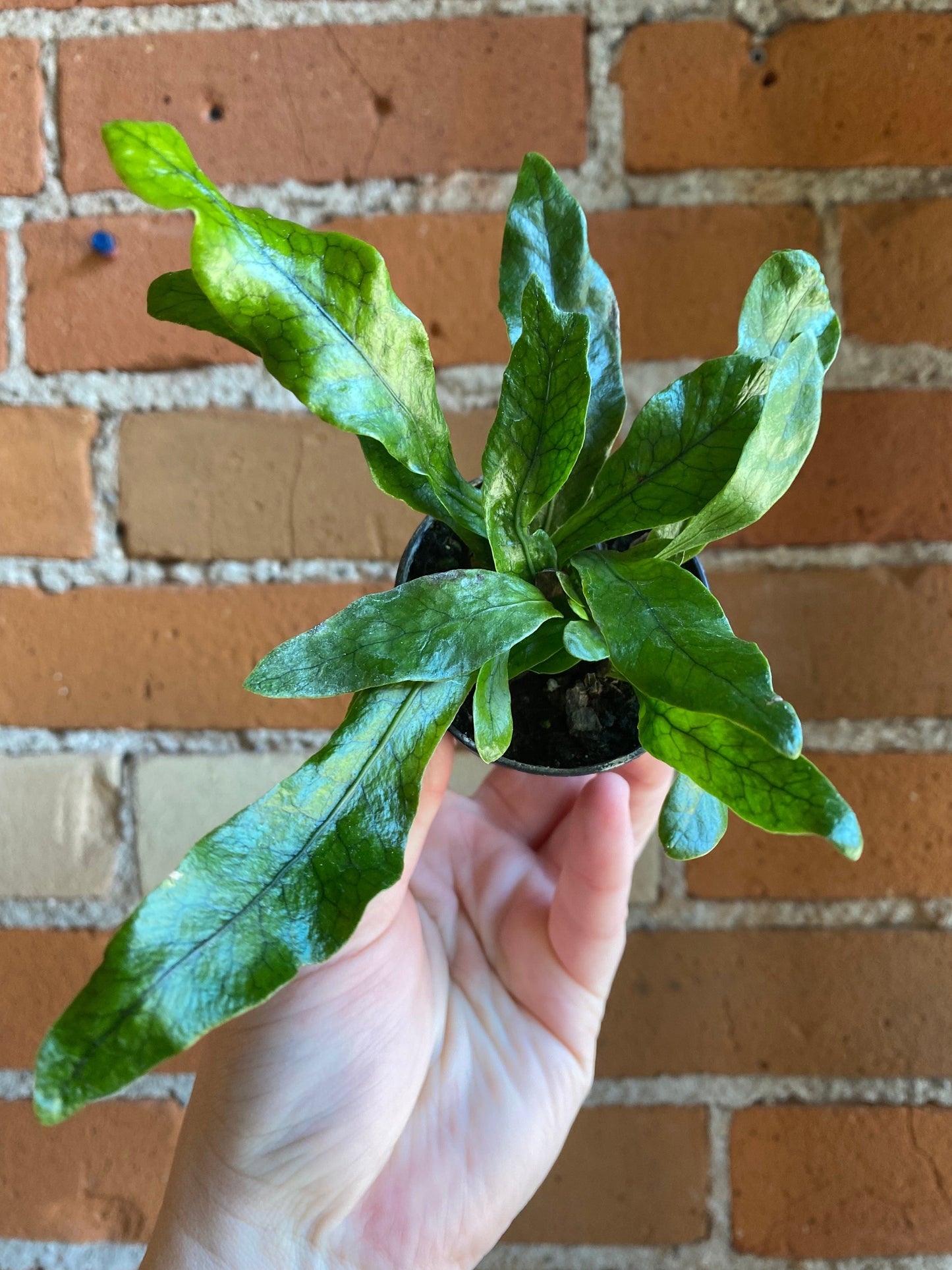 Plant Goals Plant Shop 2.5" Crocodile Fern