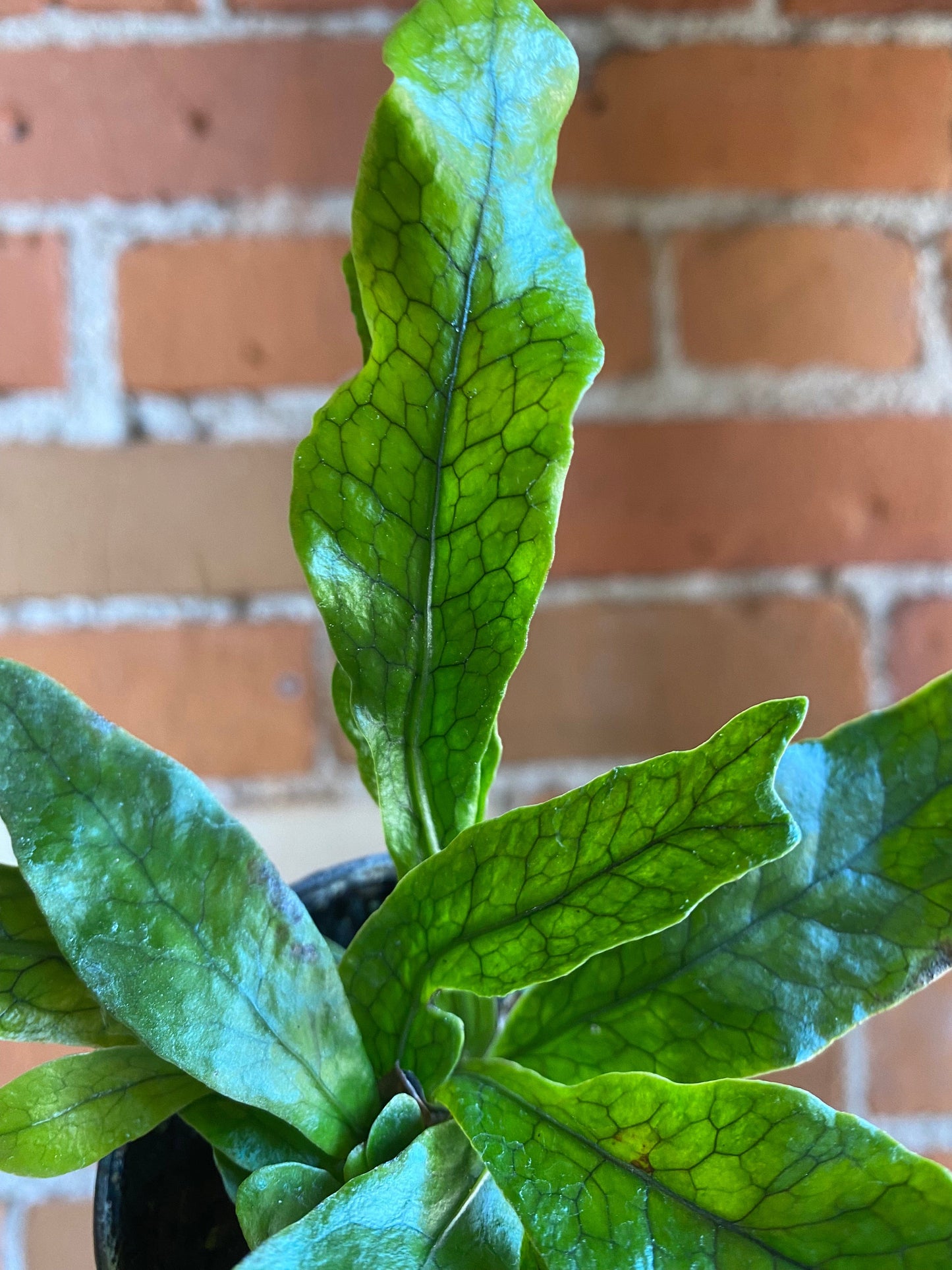 Plant Goals Plant Shop 2.5" Crocodile Fern