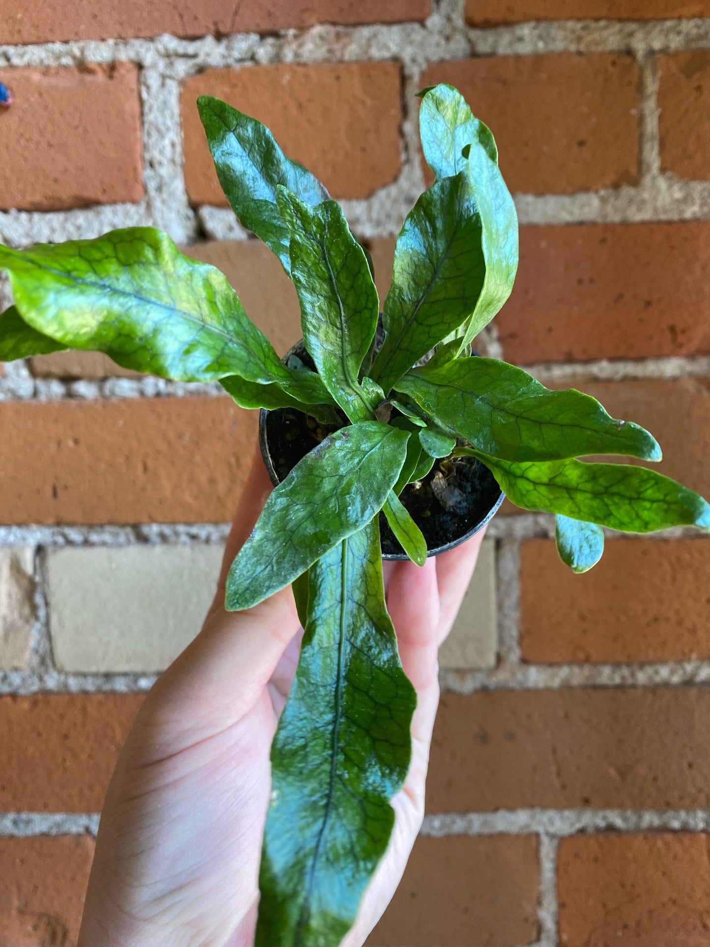 Plant Goals Plant Shop 2.5" Crocodile Fern