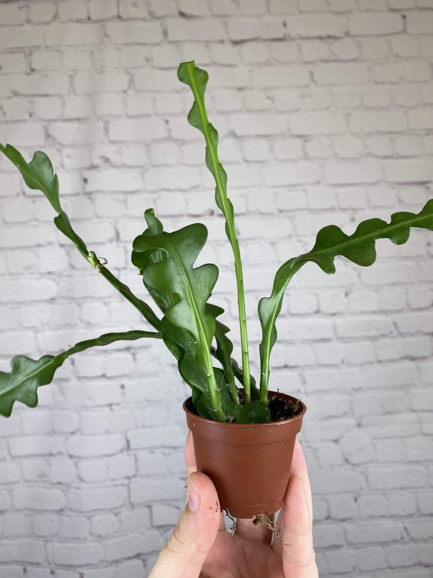 Plant Goals Plant Shop 2.5" Fishbone Cactus