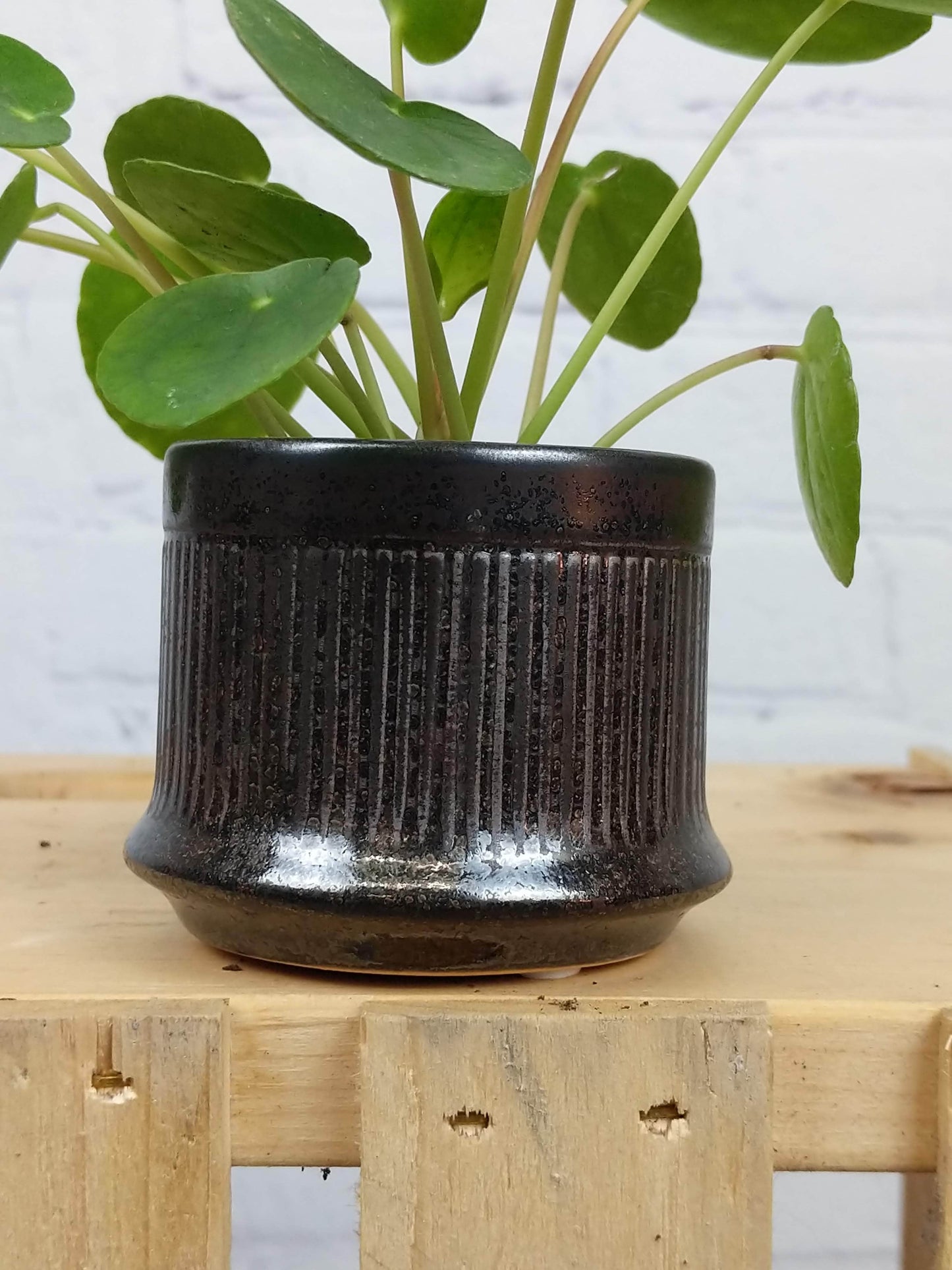 Plant Goals Plant Shop 2.5" Goblet Potcover