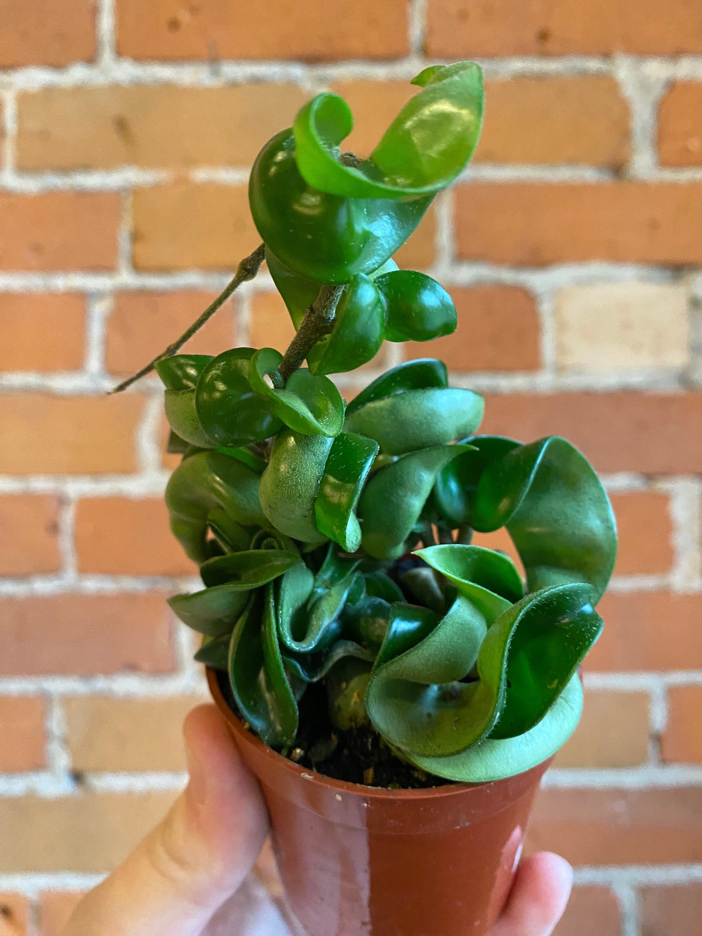 Plant Goals Plant Shop 2.5" Hoya Carnosa Compacta