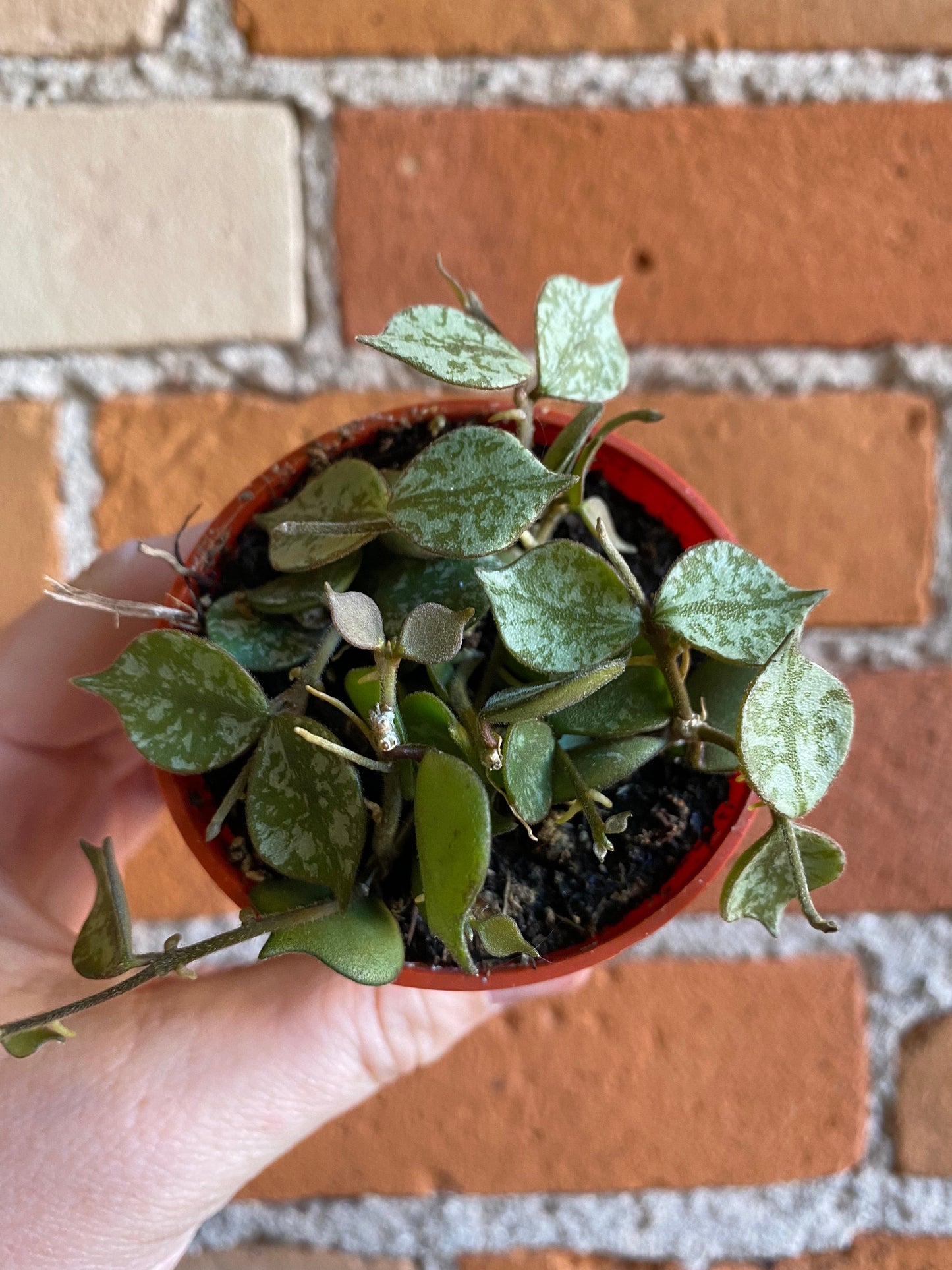 Plant Goals Plant Shop 2.5" Hoya Curtisii