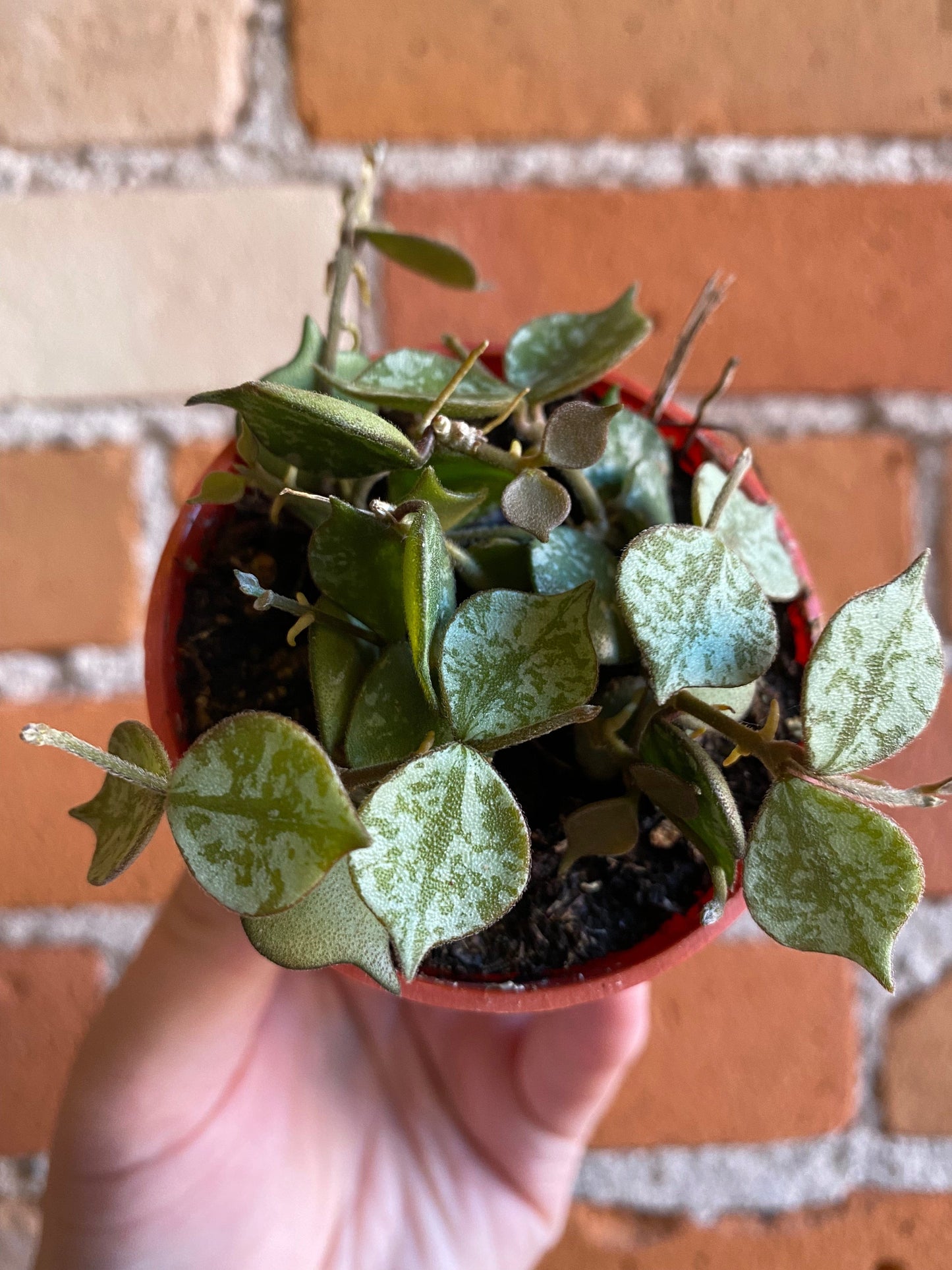Plant Goals Plant Shop 2.5" Hoya Curtisii
