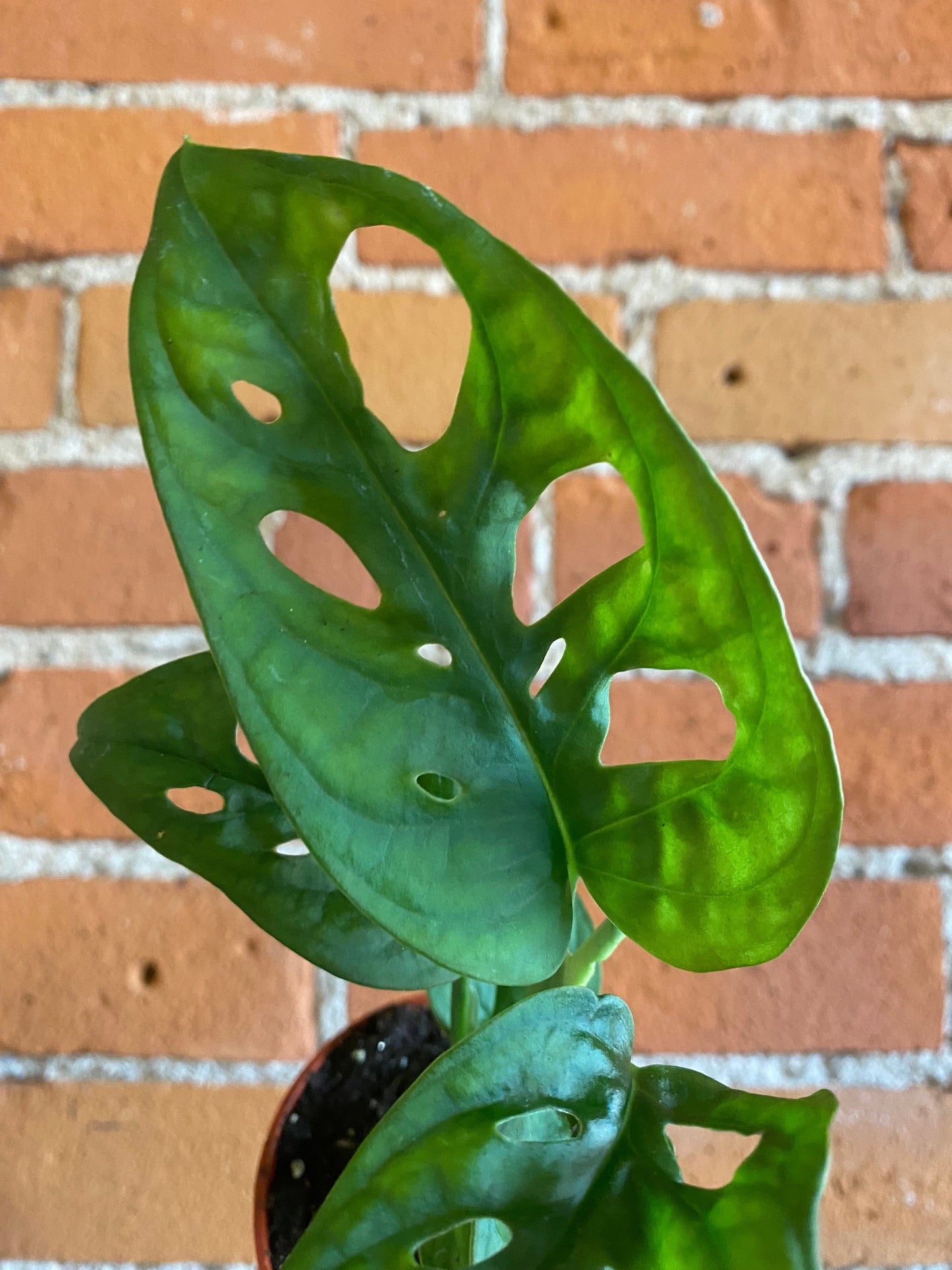 Plant Goals Plant Shop 2.5" Monstera Adansonii