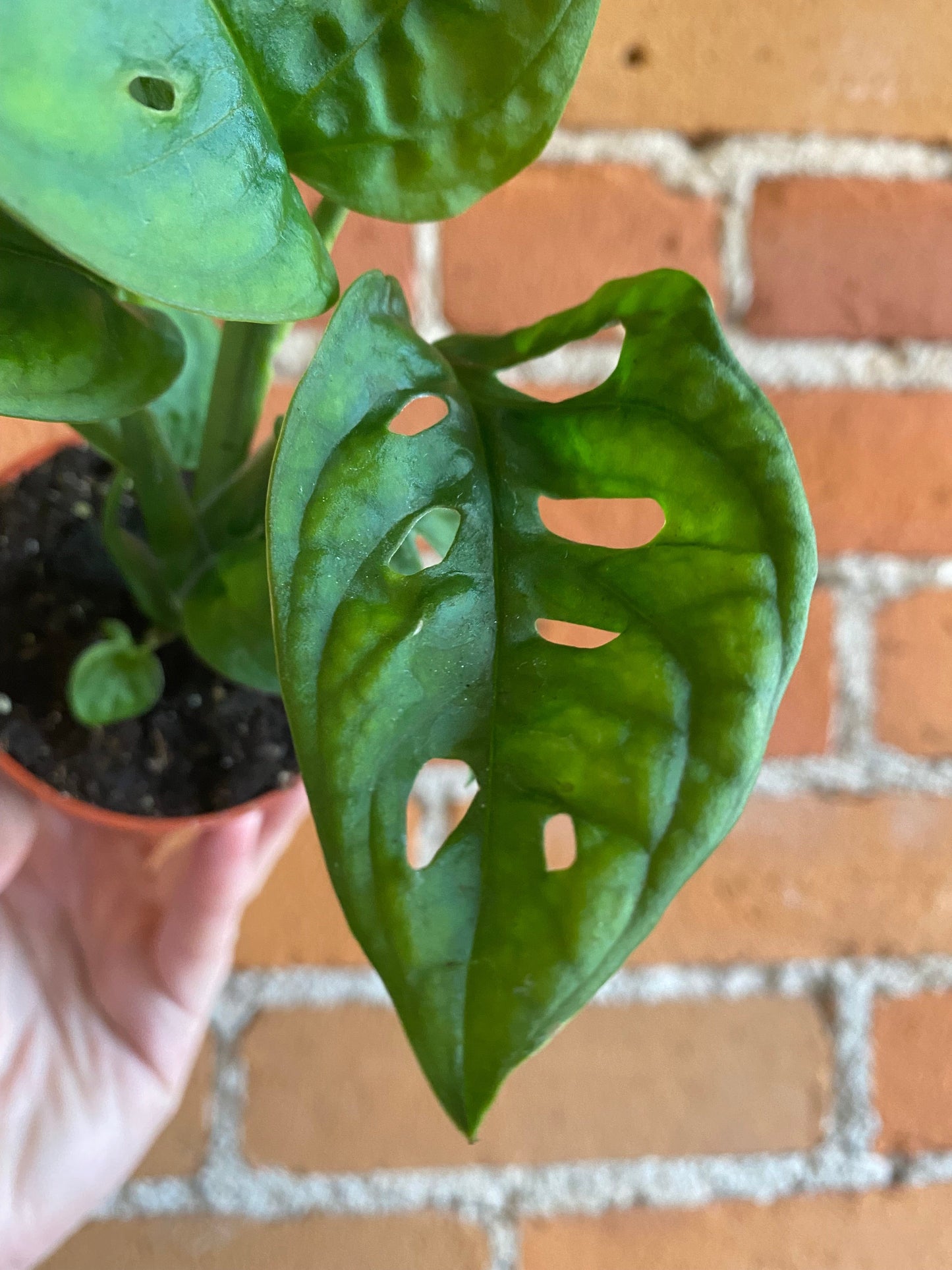 Plant Goals Plant Shop 2.5" Monstera Adansonii