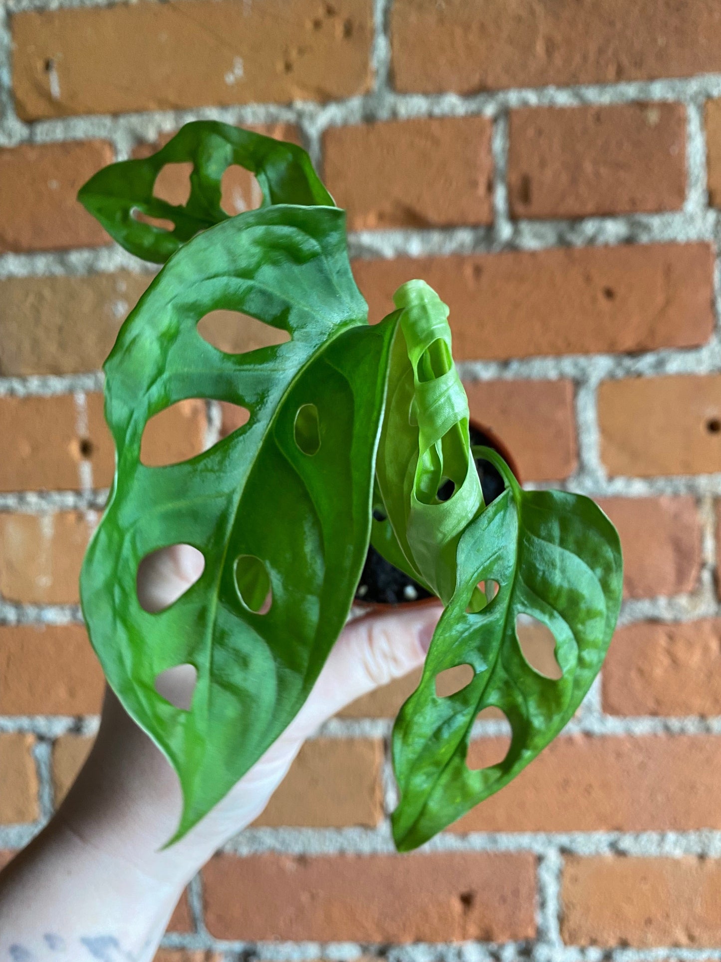 Plant Goals Plant Shop 2.5" Monstera Adansonii