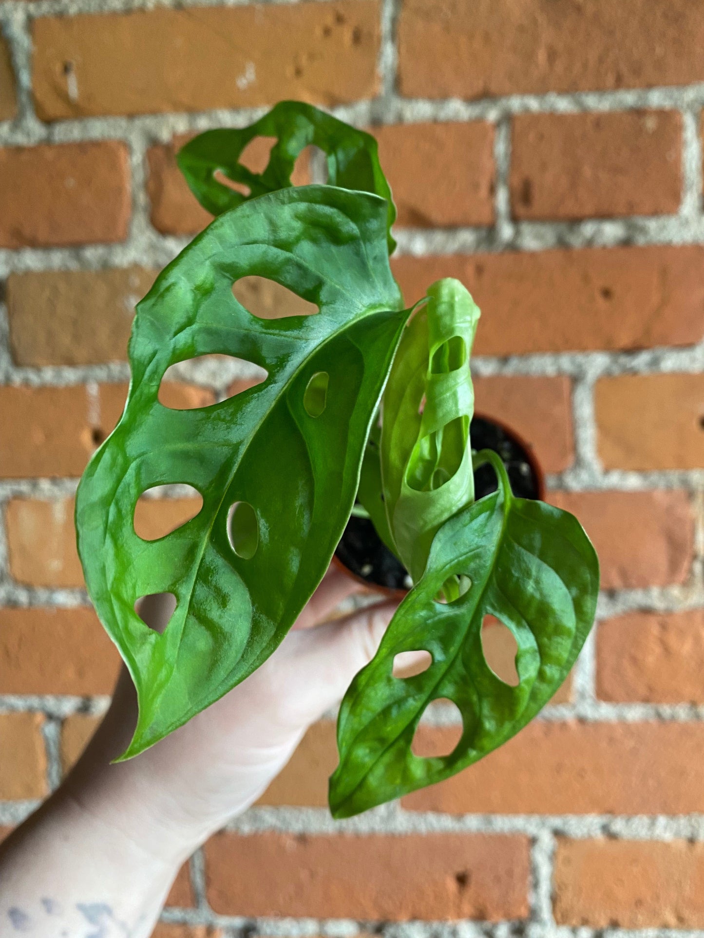 Plant Goals Plant Shop 2.5" Monstera Adansonii