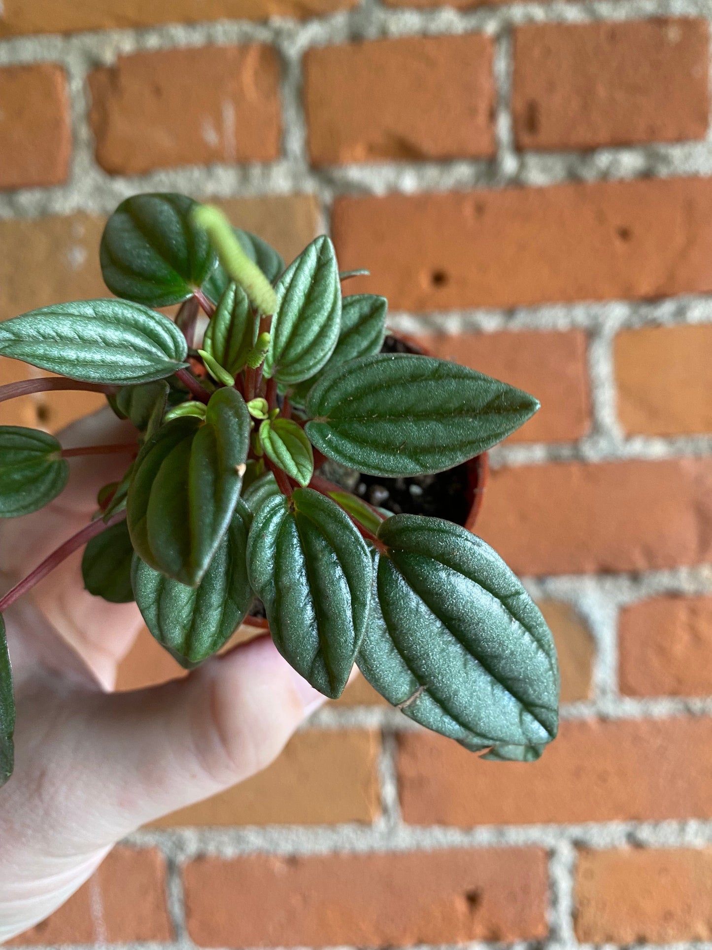 Plant Goals Plant Shop 2.5" Peperomia Napoli Nights
