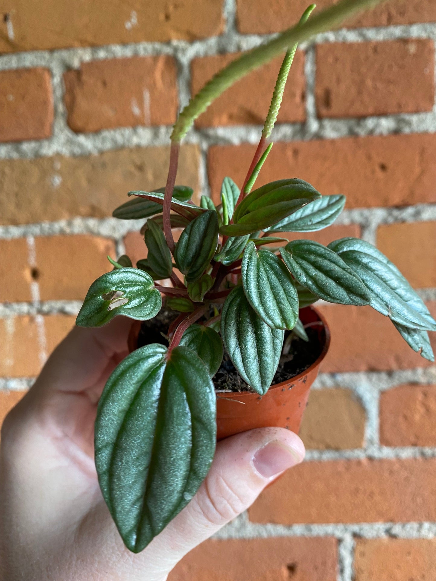 Plant Goals Plant Shop 2.5" Peperomia Napoli Nights